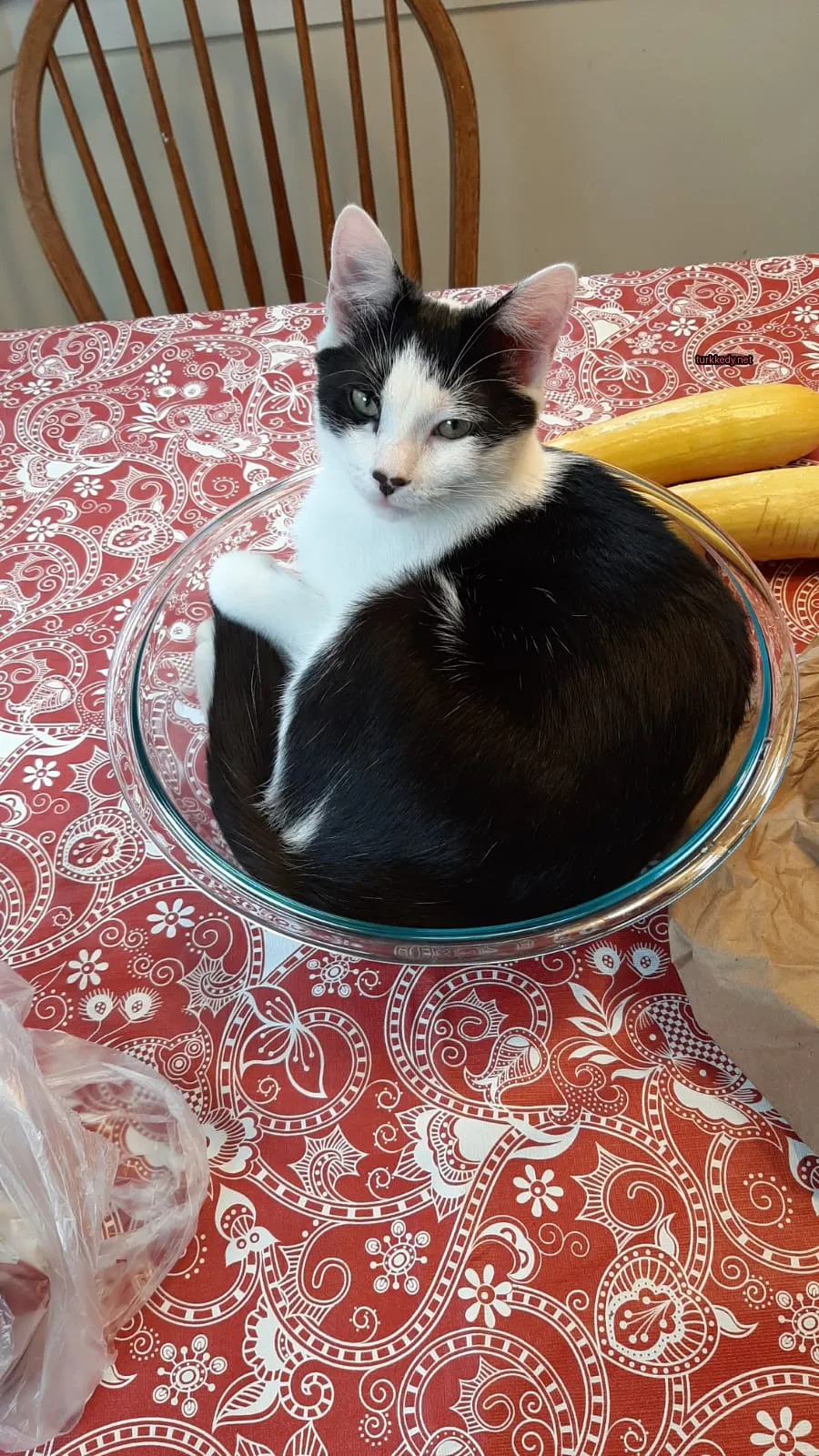 Siyah ve beyaz bir kedi cam bir kaseye oturuyor.