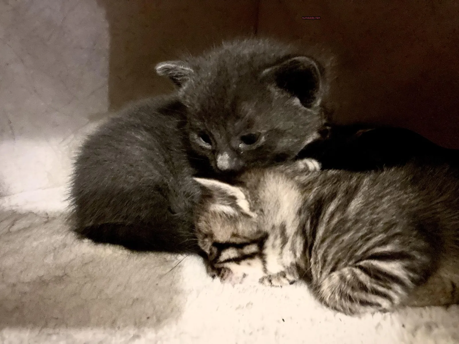 İki kedi beyaz bir örtü üzerinde uyuyor.