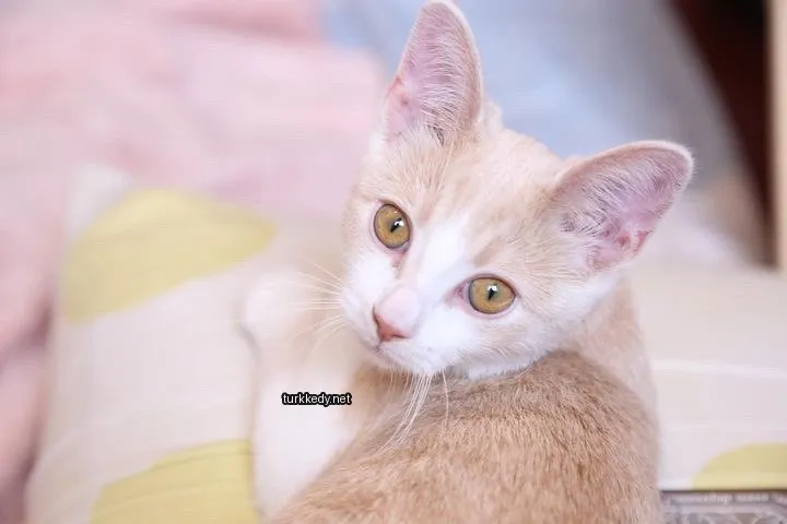 Beyaz ve kahverengi bir kedi, yeşil gözleri olan bir beyaz ve sarı yastıkta yatıyor.