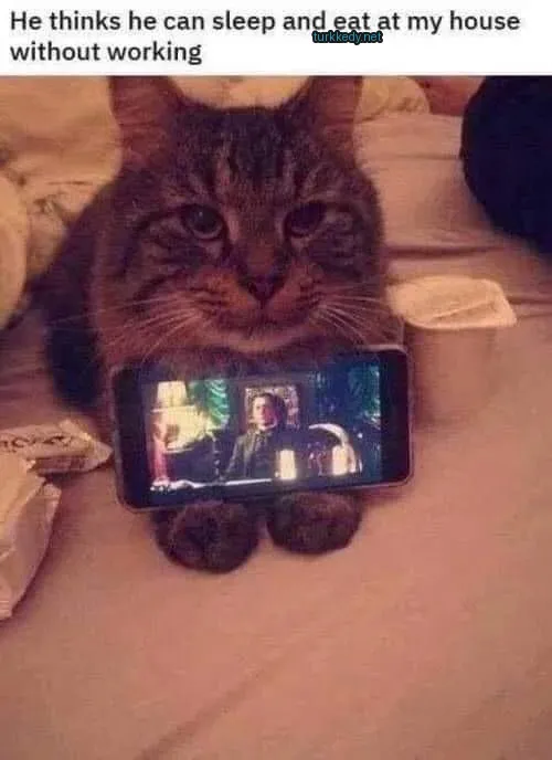 Bir gri ve siyah kedi yatağın üzerinde bir cep telefonu önünde oturuyor.