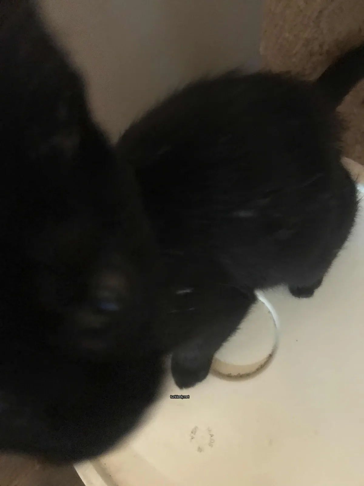 Siyah bir kedi beyaz bir yüzeye beyaz bir halka ile boynunda duruyor.