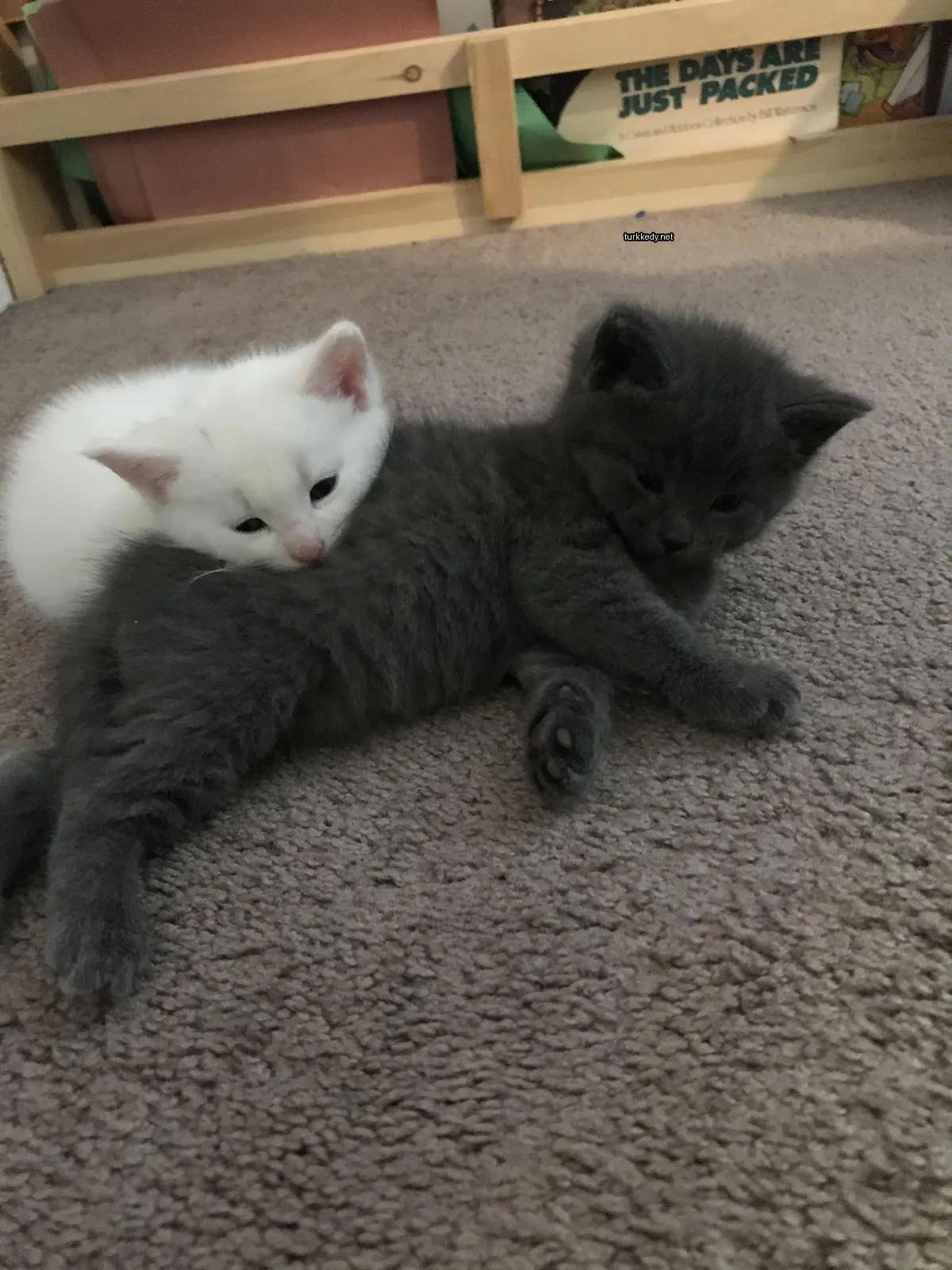 Siyah bir kedi beyaz bir kediye yan yana yatıyor.