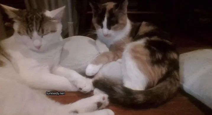 Beyaz ve kahverengi desenli bir kedi yastık üzerinde yatıyor.