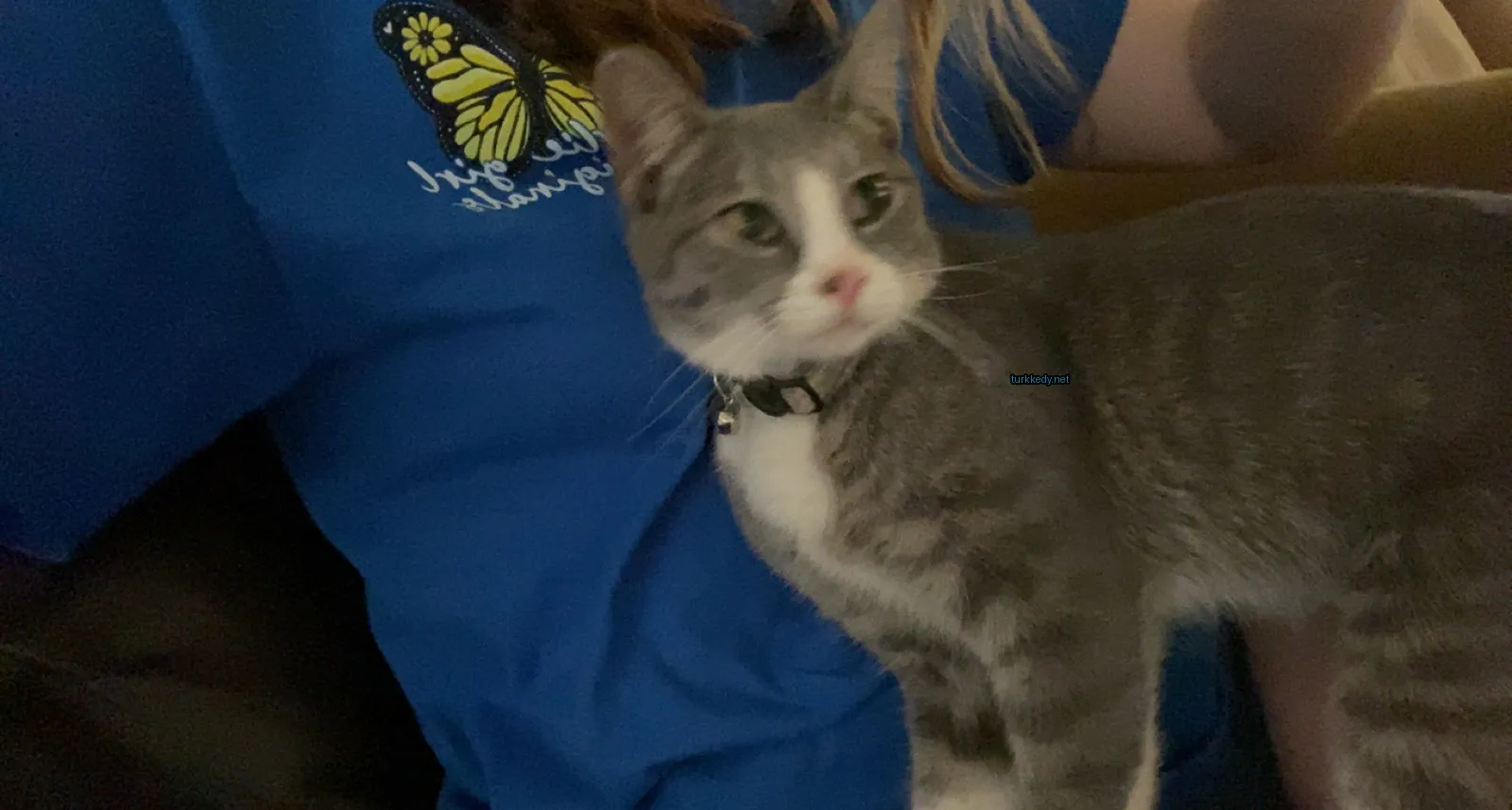 Gri ve beyaz bir kedi, siyah bir kemerle bir mavi gömlek üzerinde oturuyor.