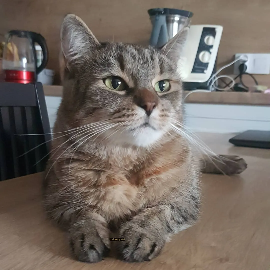 Kahve makinesinin önünde bir masa üzerinde kahverengi ve beyaz bir kedi oturuyor.