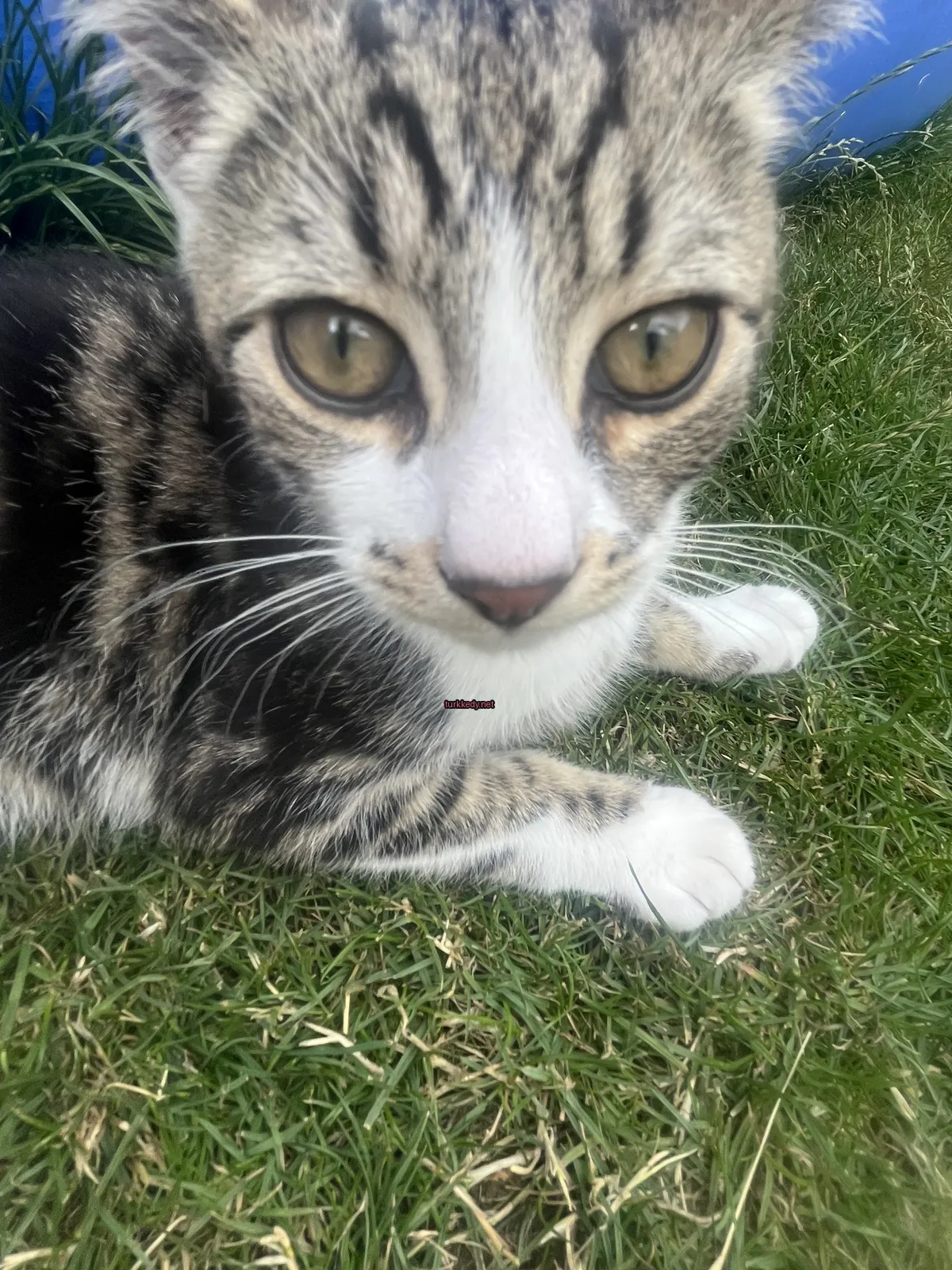 Beyaz yüz ve ayakları olan bir çalıntı kedi oturan bir çim üzerinde yatıyor.