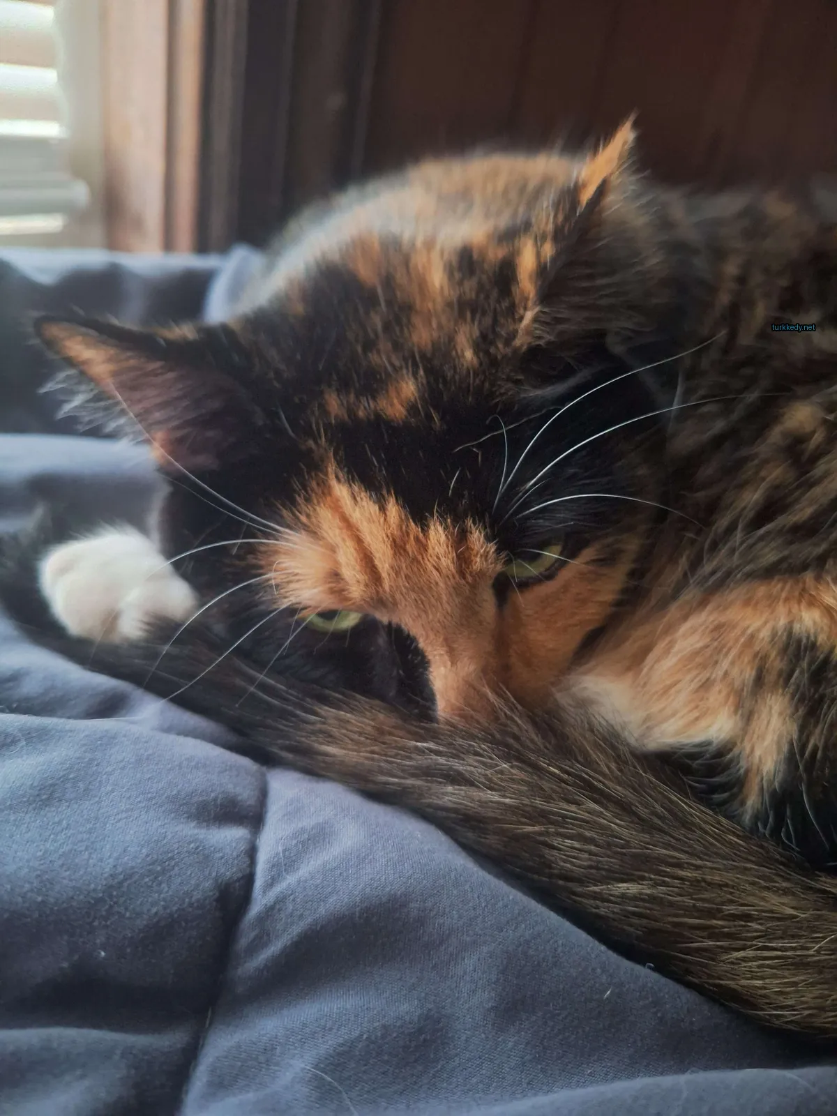 Kara ve portakal renkli bir püskürtü olan bir kedi bir çarşaf üzerinde yatıyor.