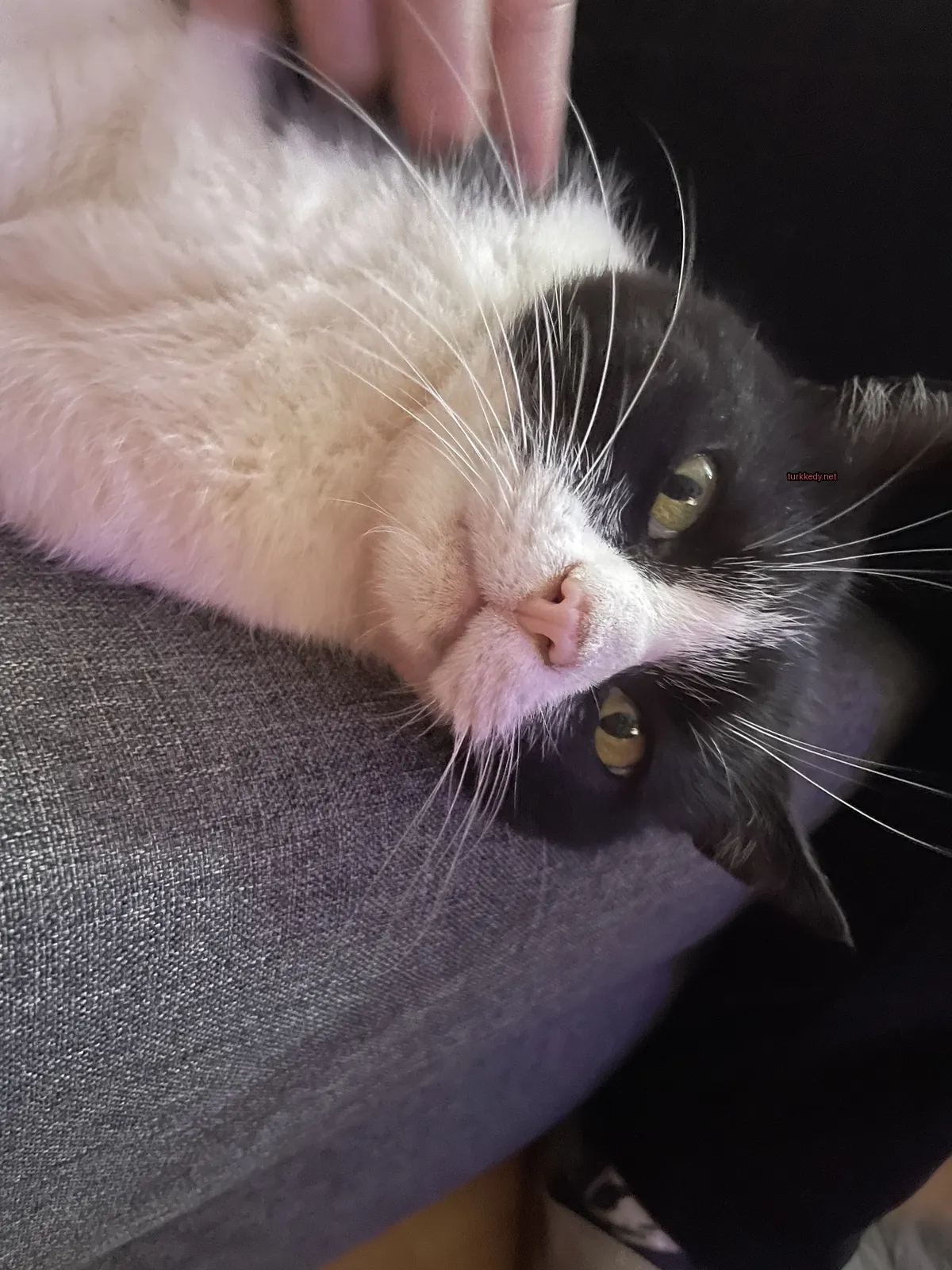 Siyah bir kedi, beyaz burun ve kaşları ile bir sofa üzerinde yatıyor.