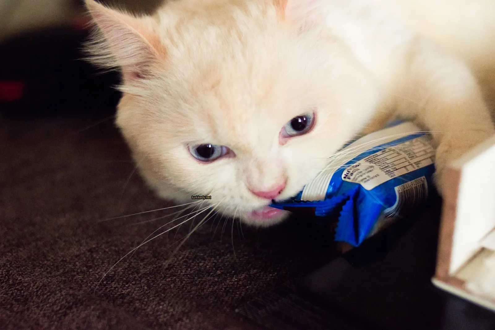 Beyaz bir kedi mavi gözlerle bir koltukta yatıyor ve mavi bir atıştırmalık yer.