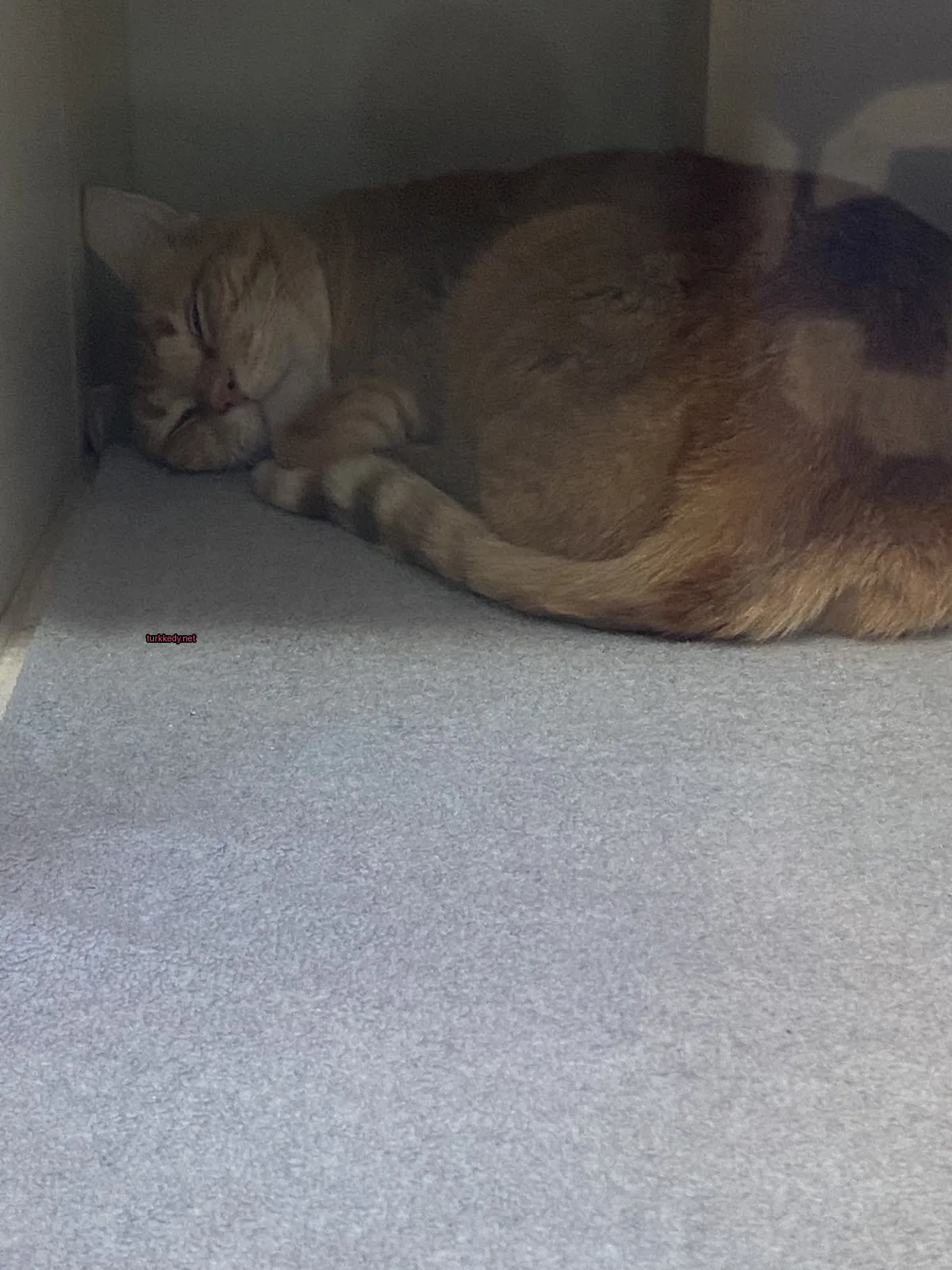 Kara ve beyaz bir kedi bir karpete uyuyor.