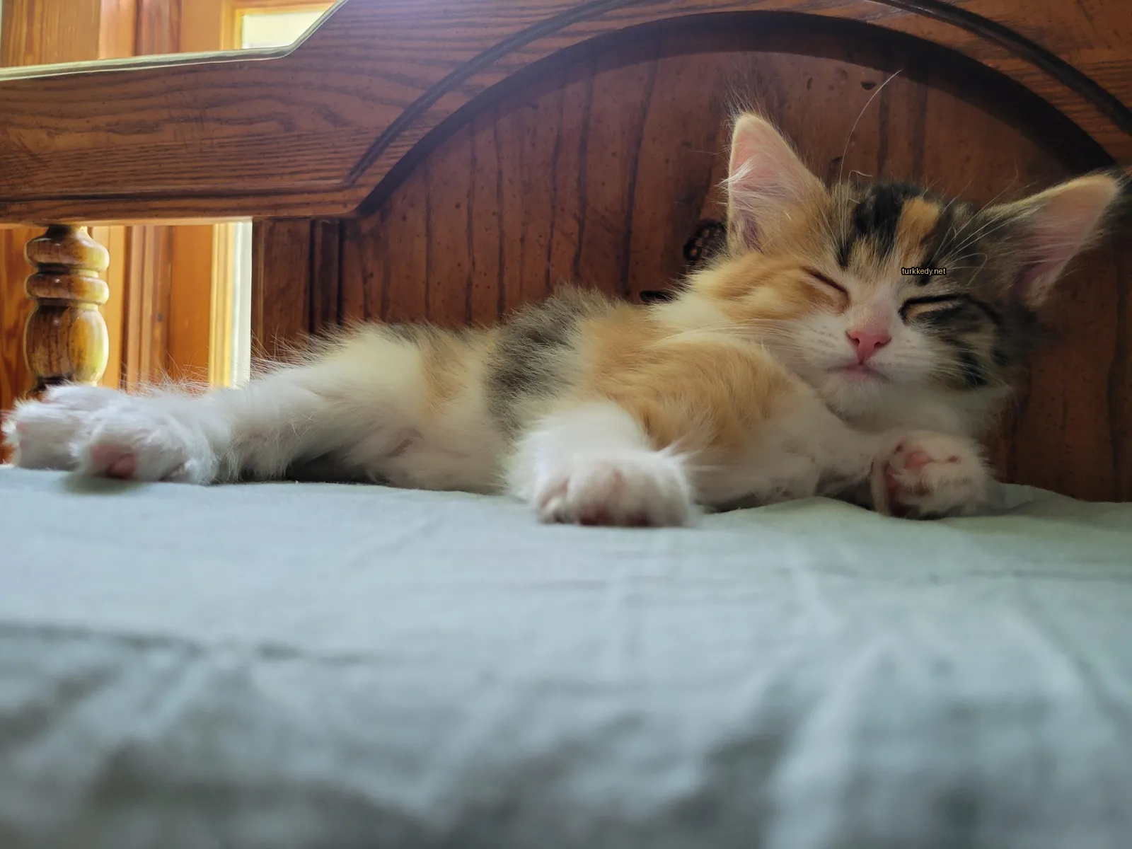 Kırmızı, beyaz ve kahverengi renkli bir kedi yatakta yatıyor.
