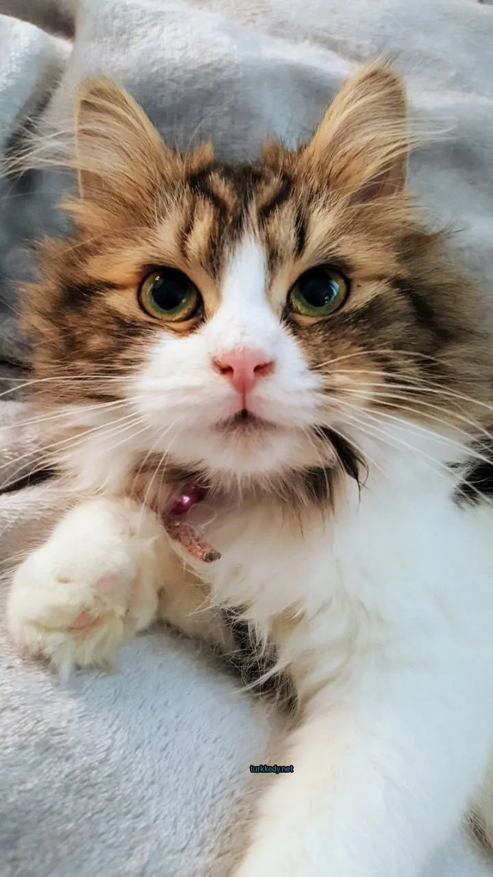 Bir beyaz örtü üzerinde pembe kemerli bir köpekbalığı gibi bir kedi yatıyor.