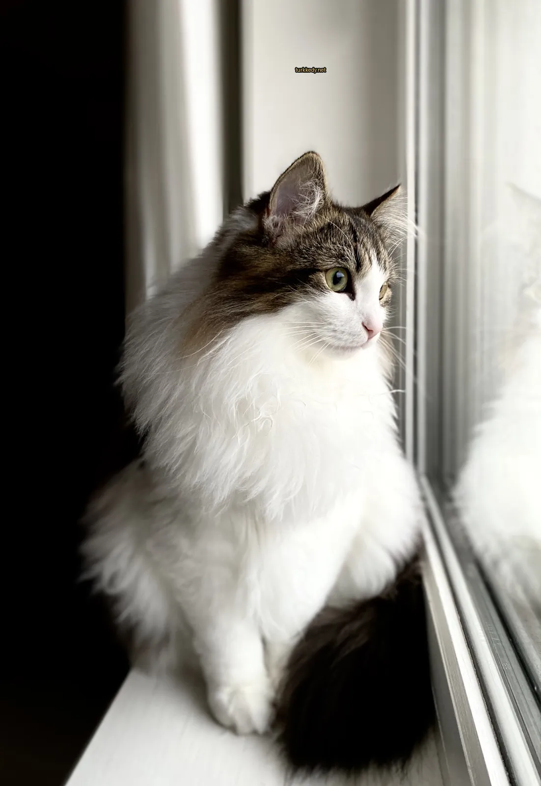 Beyaz ve kahverengi bir kedi pencereden önünde oturmaktadır.