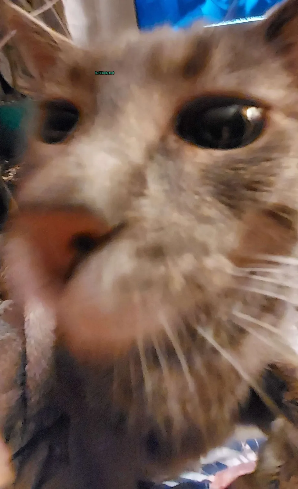 Gri ve beyaz bir kedi, pink bir burun ve tüyler ile.