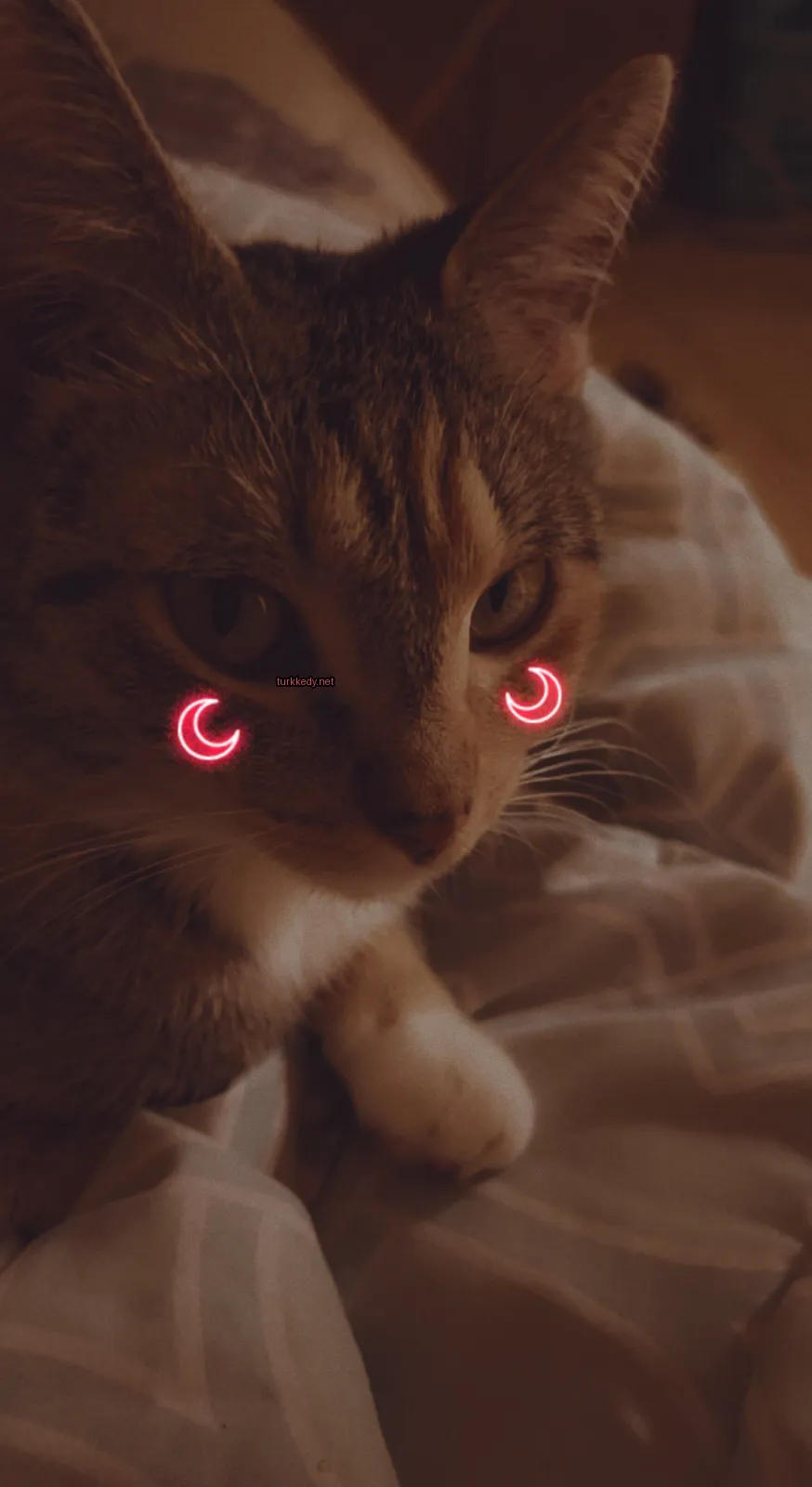 Kırmızı gözleri ve pembe burunlu bir kedi yatakta oturuyor.