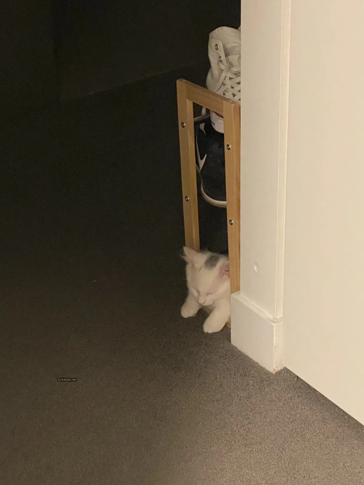 Bir beyaz kedi bir karanlık odada zemine yatıyor.