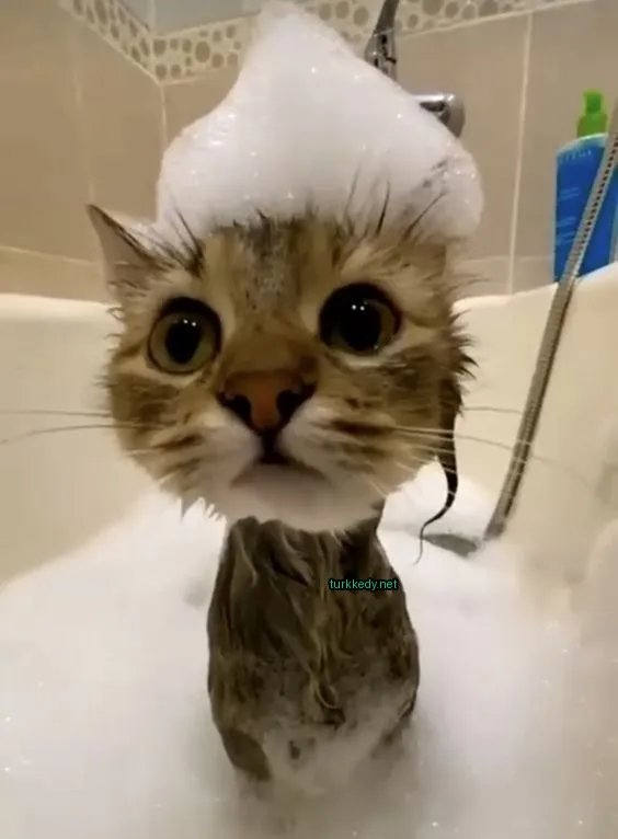 Koyu ve beyaz bir püskürtüye sahip bir kedi banyo küvetinde duruyor.