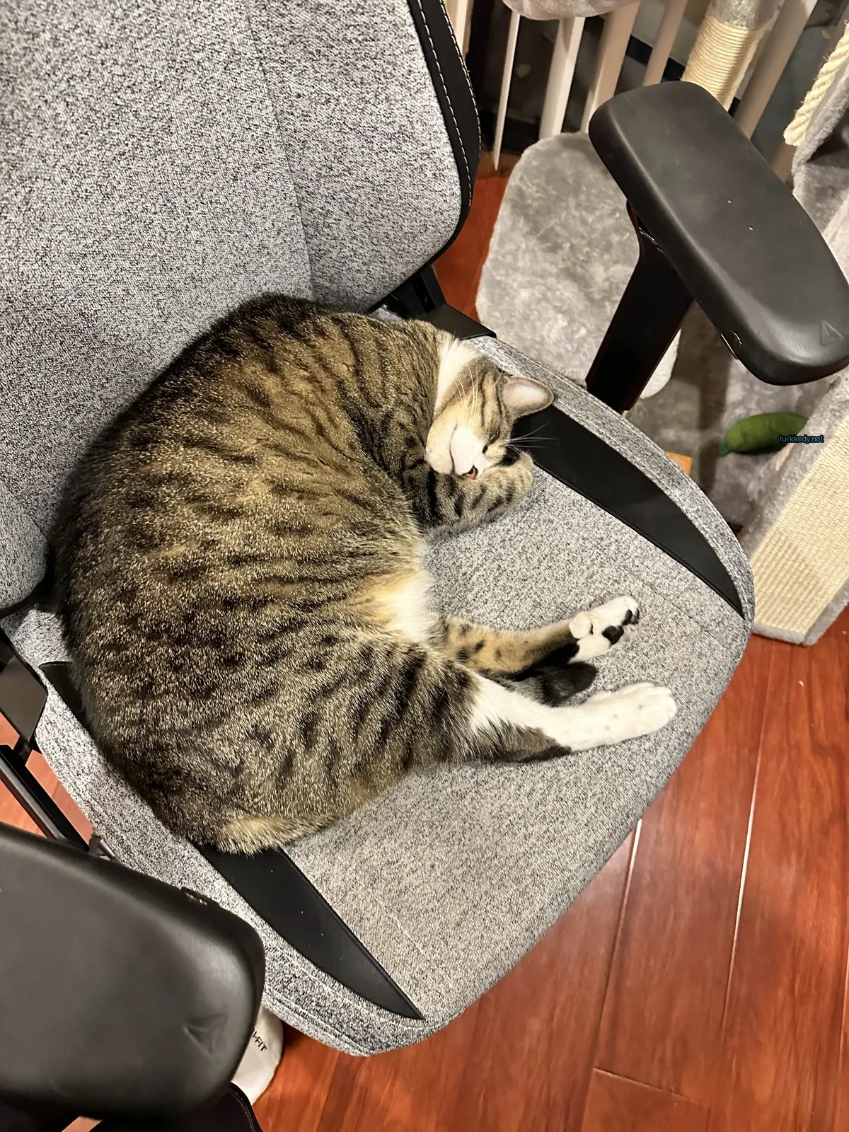 Kara ve siyah bir kedi gri bir sandalyenin üzerinde sarılmış.