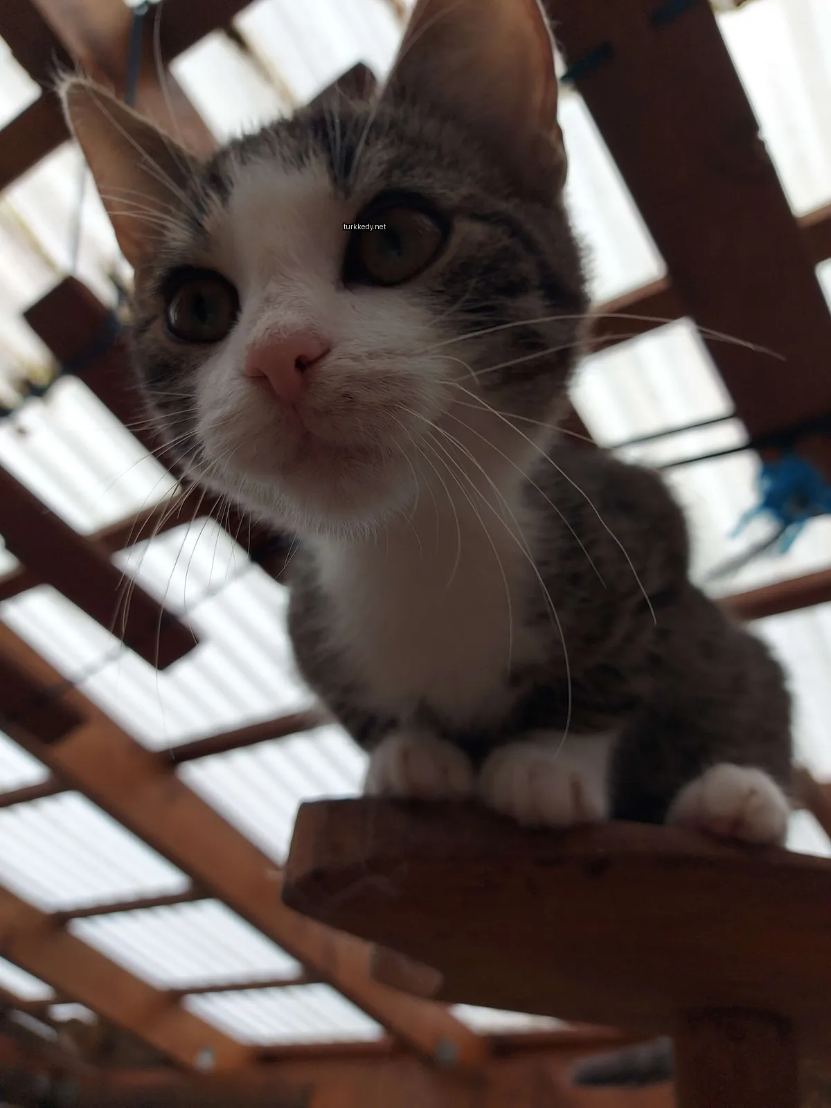 Beyaz ve gri bir kedi bir ahşap raflarda oturuyor.