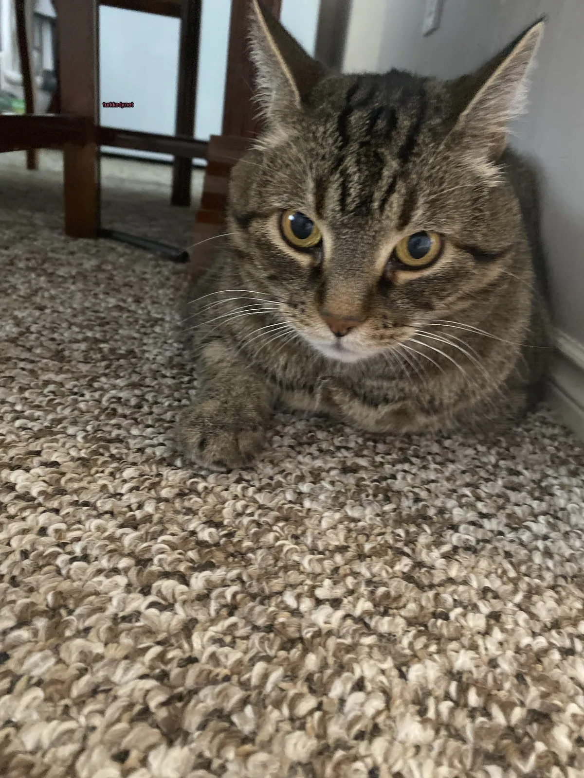 Gri ve beyaz bir kedi bir halı üzerinde oturuyor.