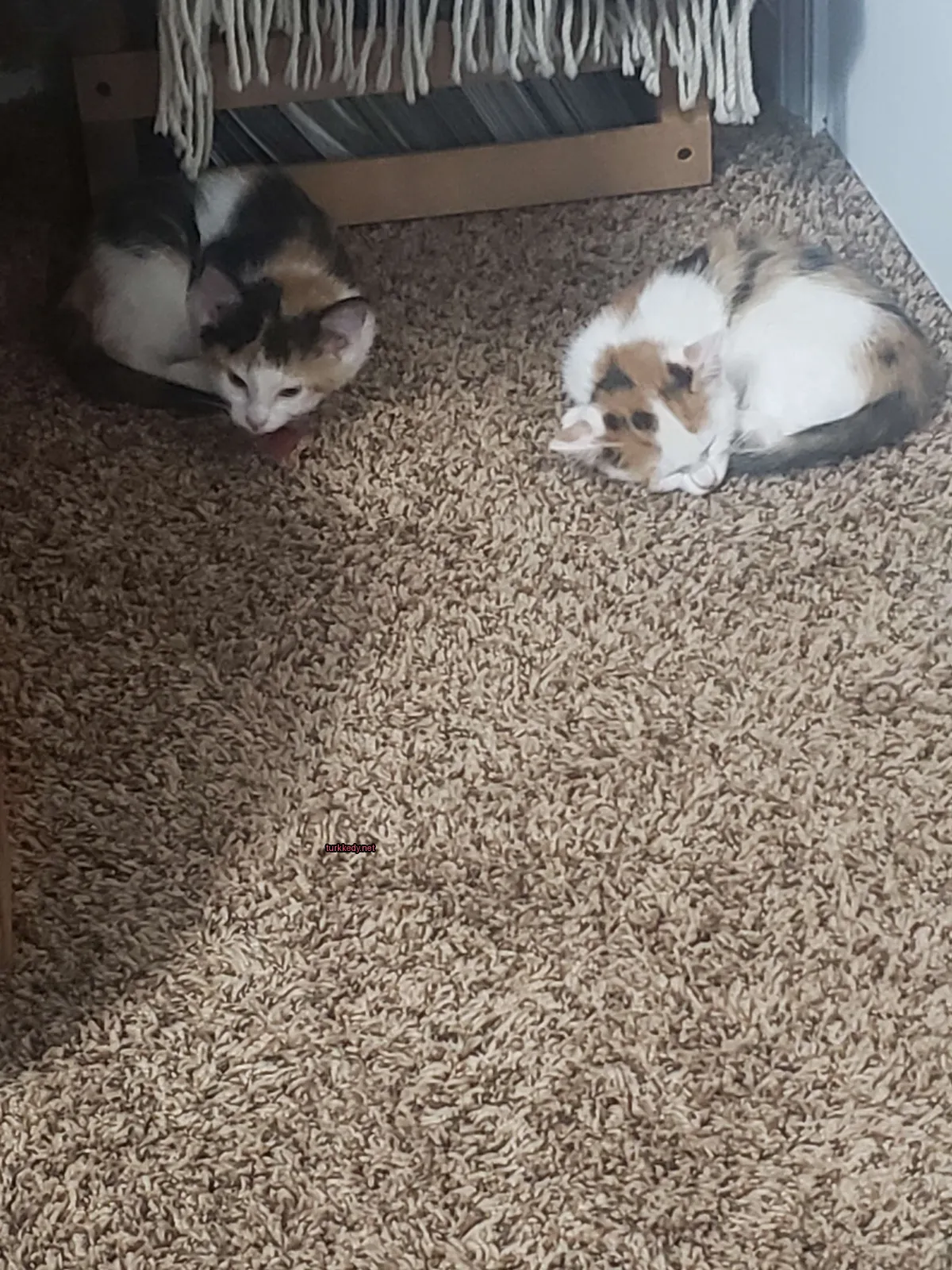 Beyaz ve kahverengi bir kedi zemine yatıyor.