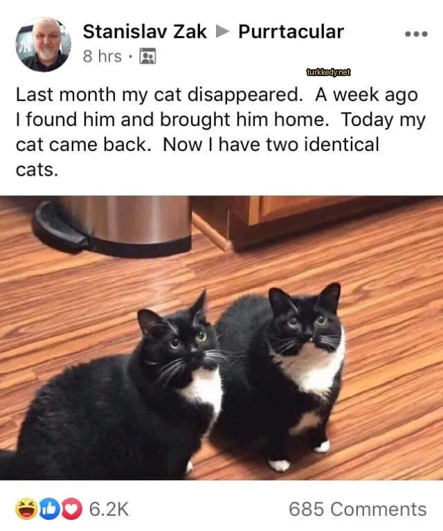 Siyah ve beyaz bir kedi zemine oturuyor.