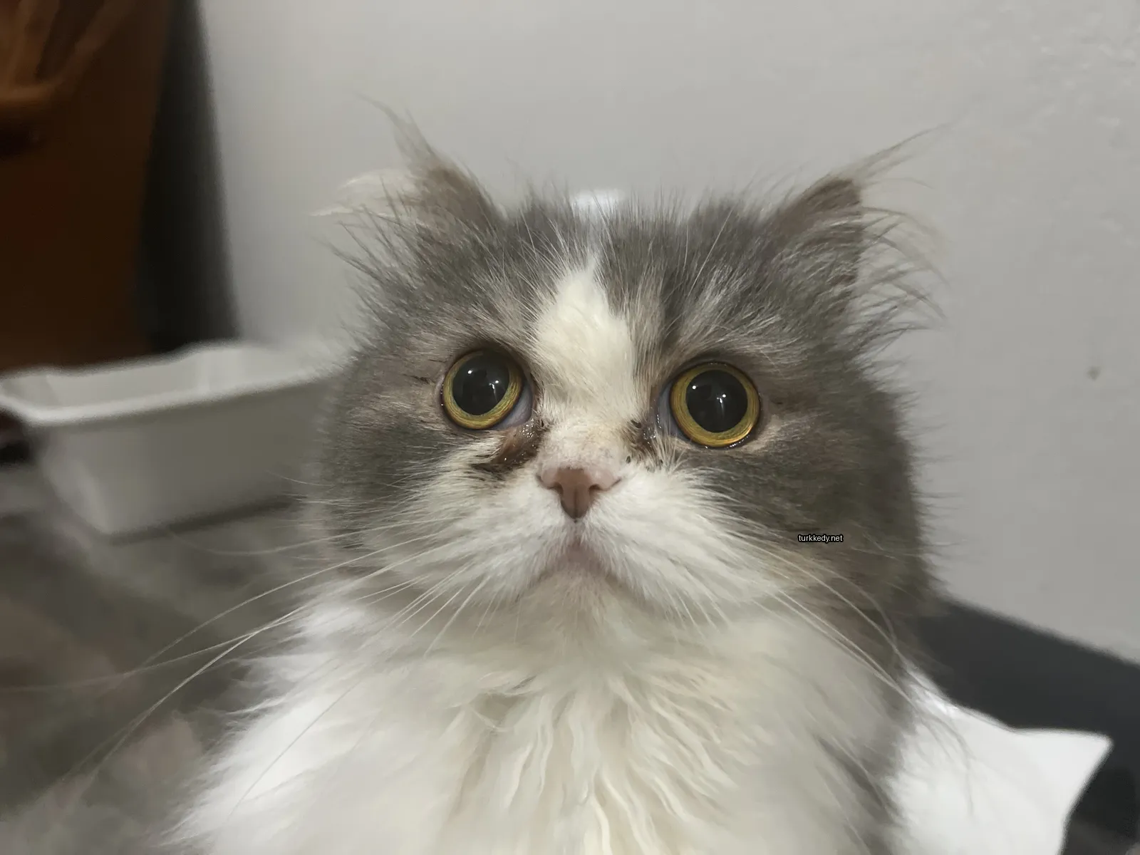 Gri ve beyaz bir kedi beyaz bir duvarın önünde beyaz bir tüylü duruyor.
