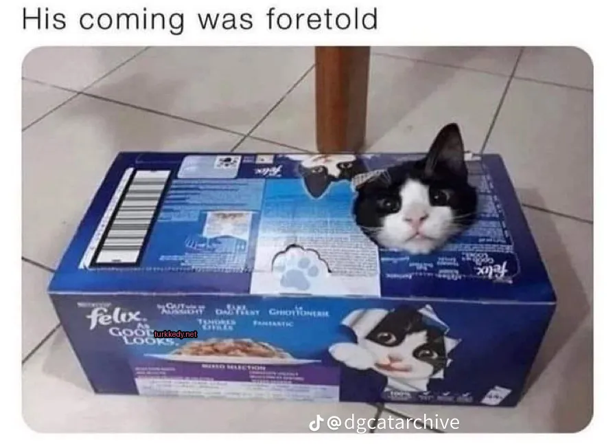Siyah beyaz bir kedi boxta bir kedi resmi bulunan kutunun yanında yatıyor.