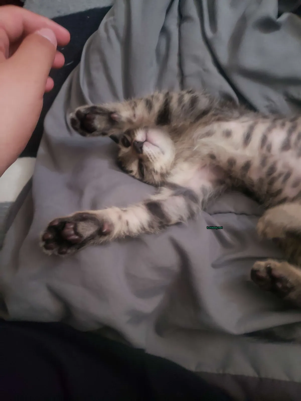 Gri ve beyaz bir kedi yatan yatağın üzerinde ayakları havada.