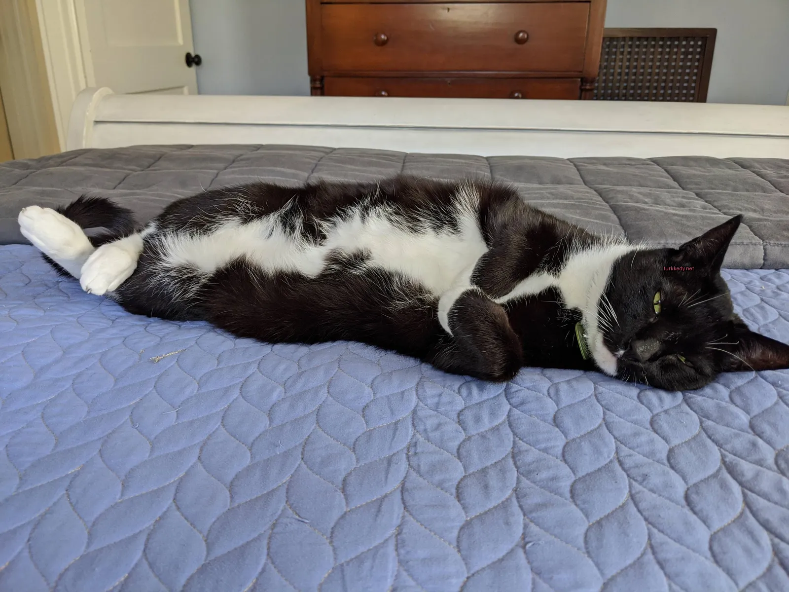 Beyaz bir kedi yatakta yatıyor.