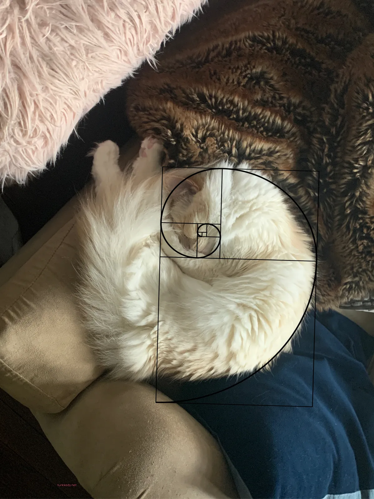 Beyaz bir kedi, beyaz ve kahverengi bir kuyruğu olan bir koltukta sarılı.