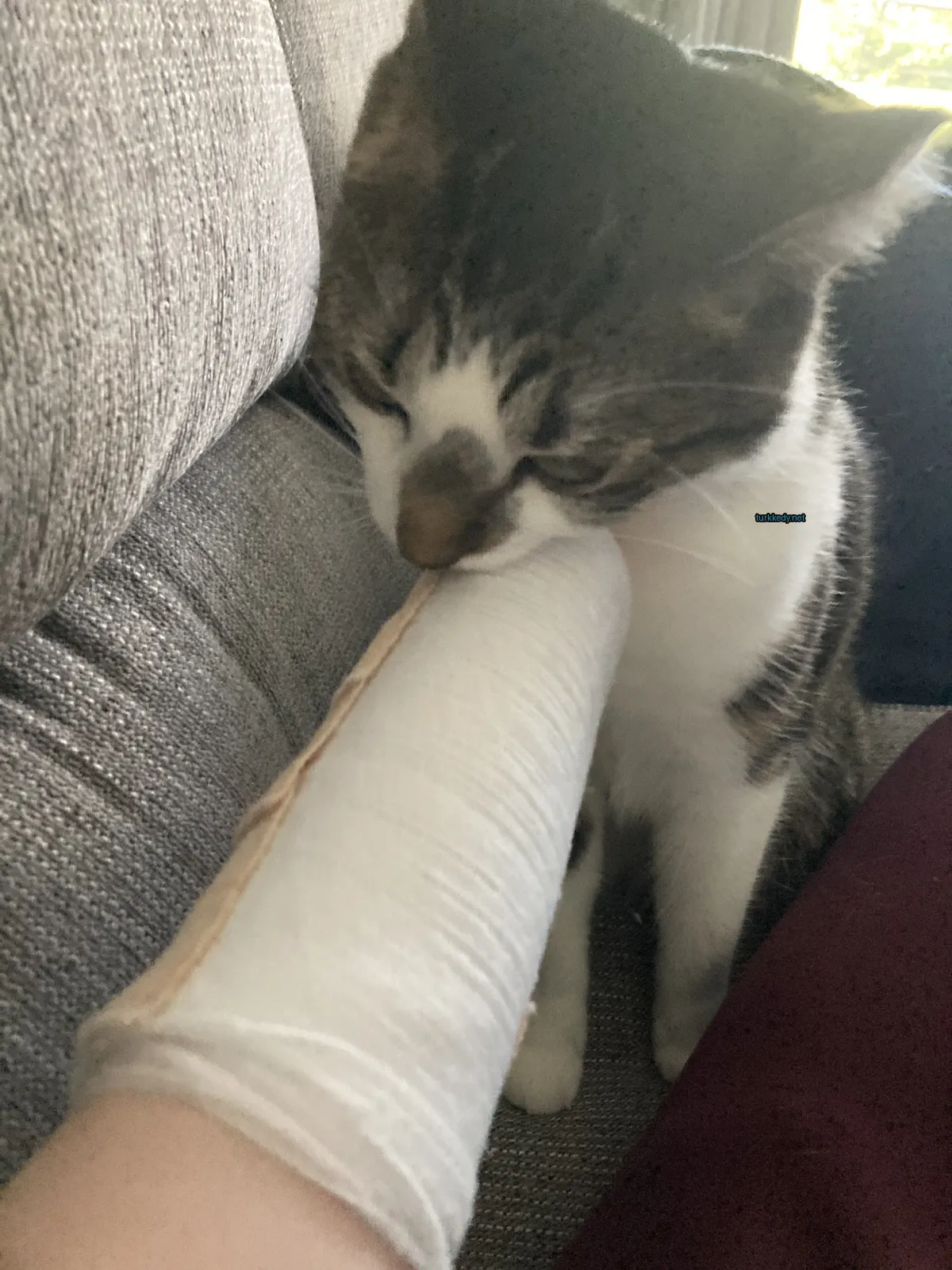 Beyaz ve siyah bir püskürtülü kedi bir sofa üzerinde beyaz bir bandajı yalayarak oturmaktadır.