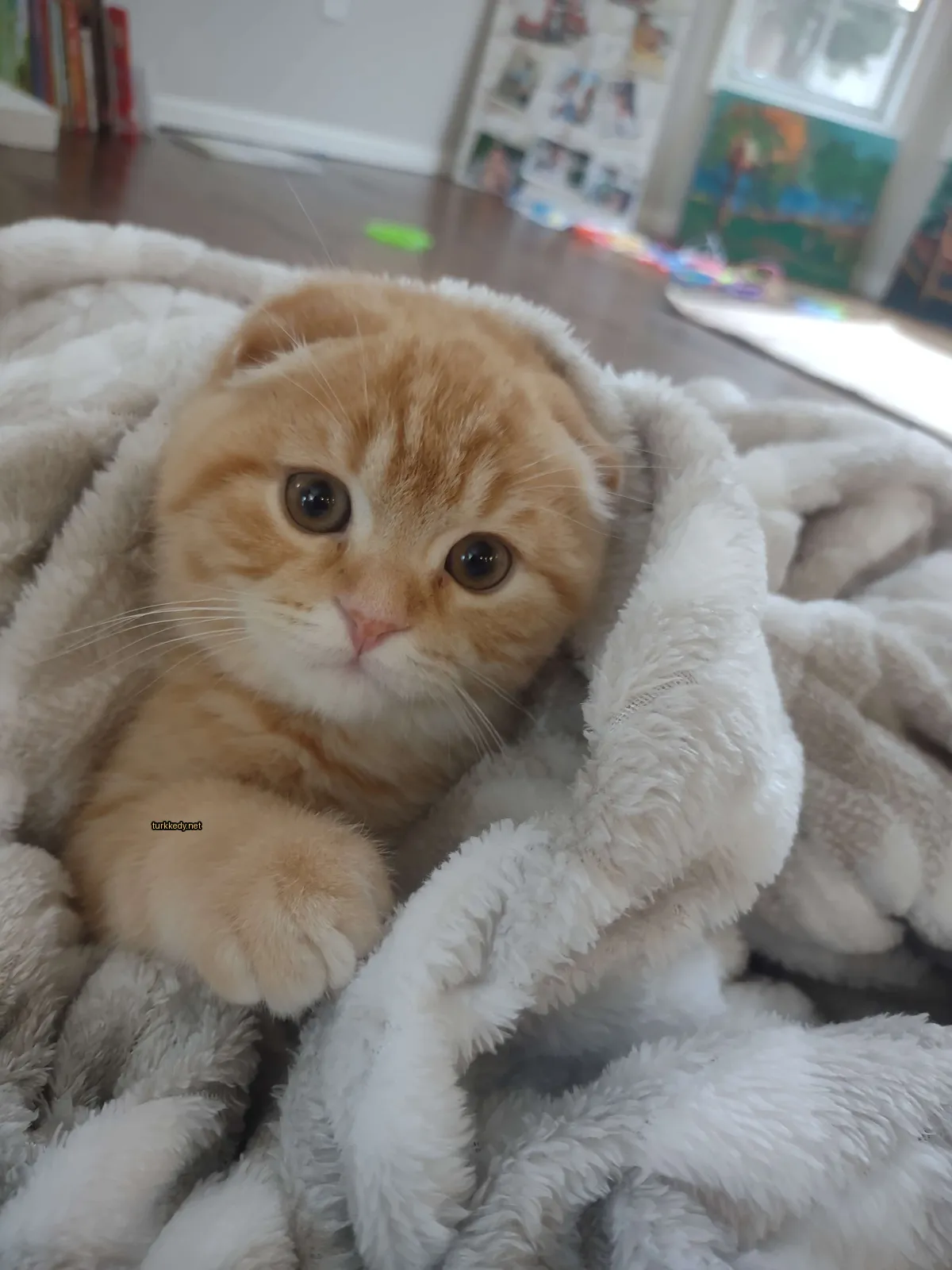 Küçük bir mavi ve beyaz kedi yatakta bir battaniye sarılı vaziyette yatıyor.
