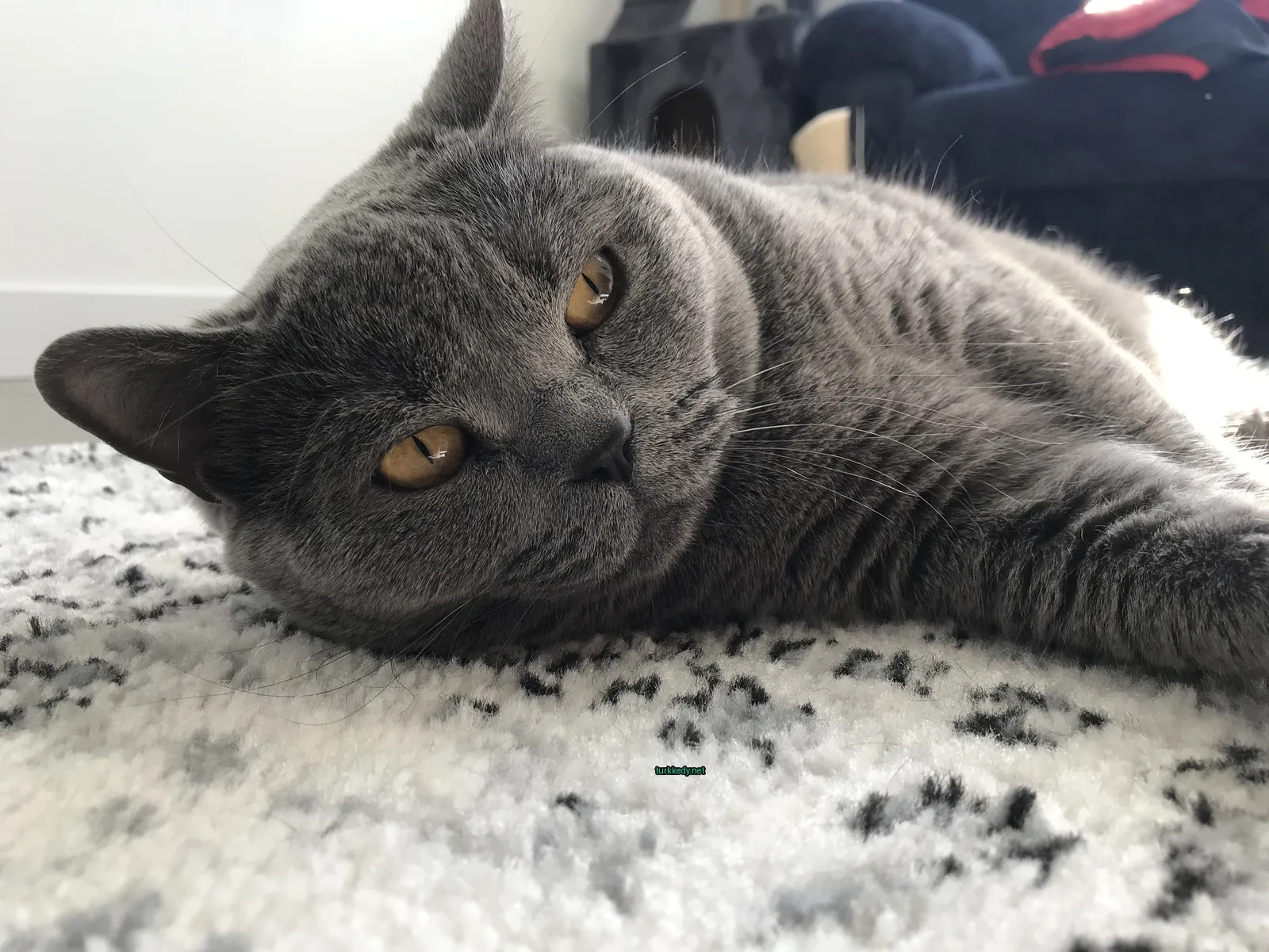 Gri bir kedi beyaz bir halı üzerinde yatıyor.