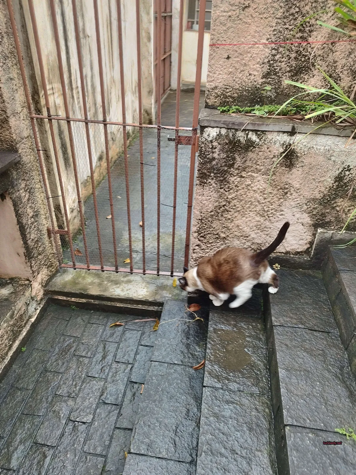 Koyu kahverengi ve beyaz bir kedi bir tuğla teras üzerinde yürüyor.