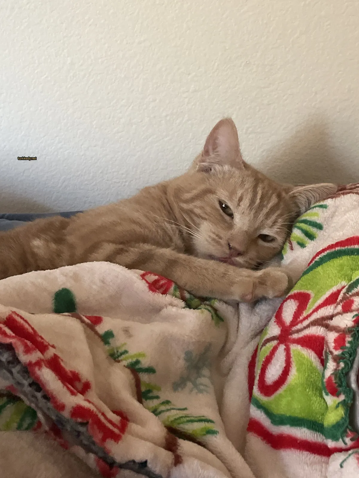 Bir kedi, yeşil ve beyaz desenli bir örtü üzerinde yatıyor.
