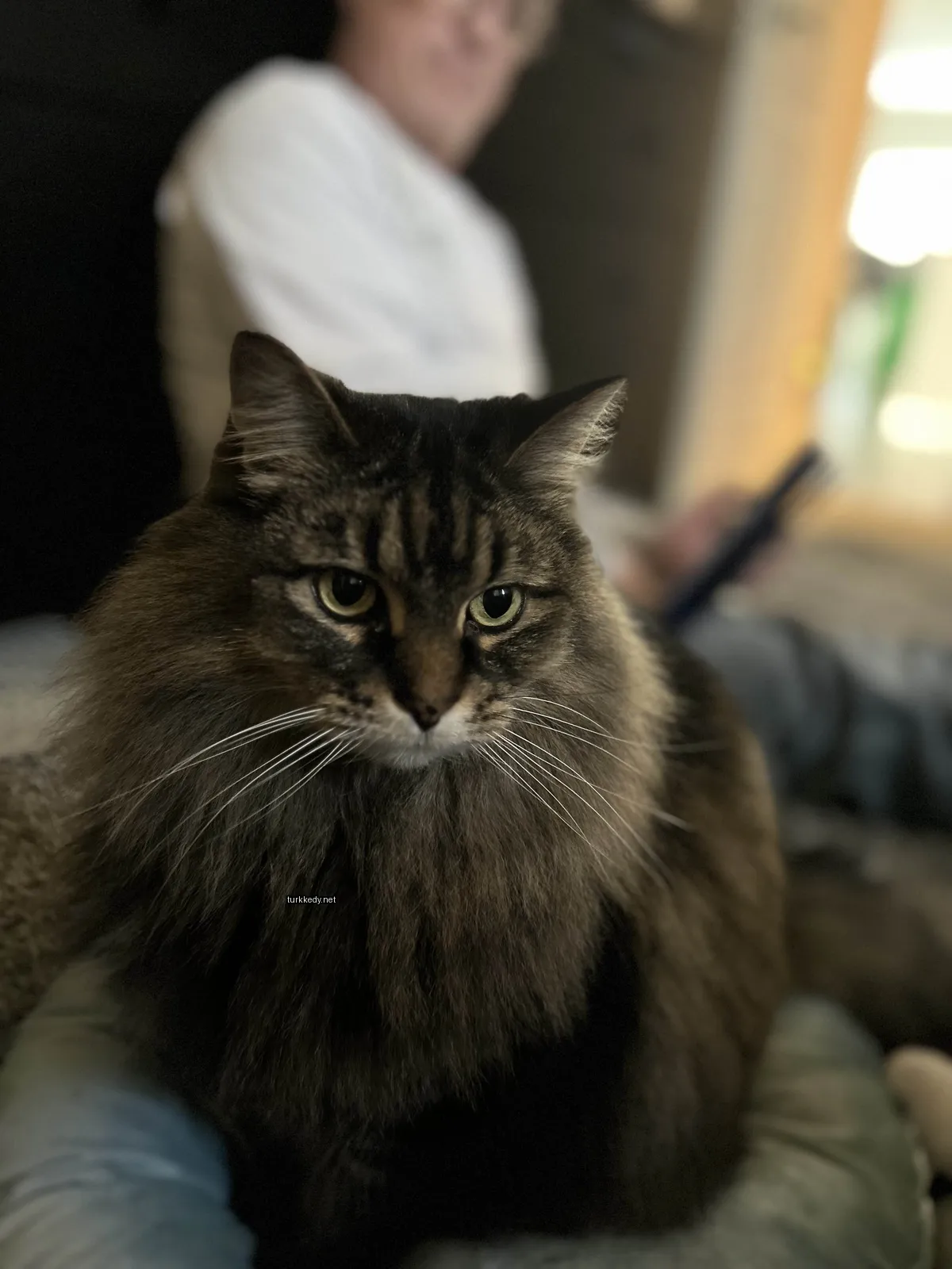 Gri ve siyah bir kedi bir sofa üzerinde oturuyor.