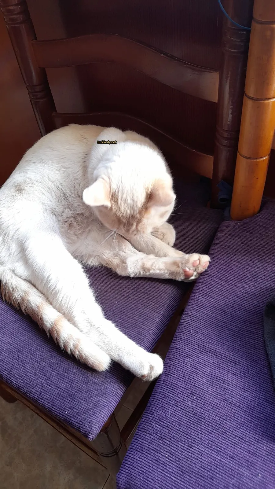 Beyaz ve turuncu bir kedi mavi bir koltukta yatıyor.
