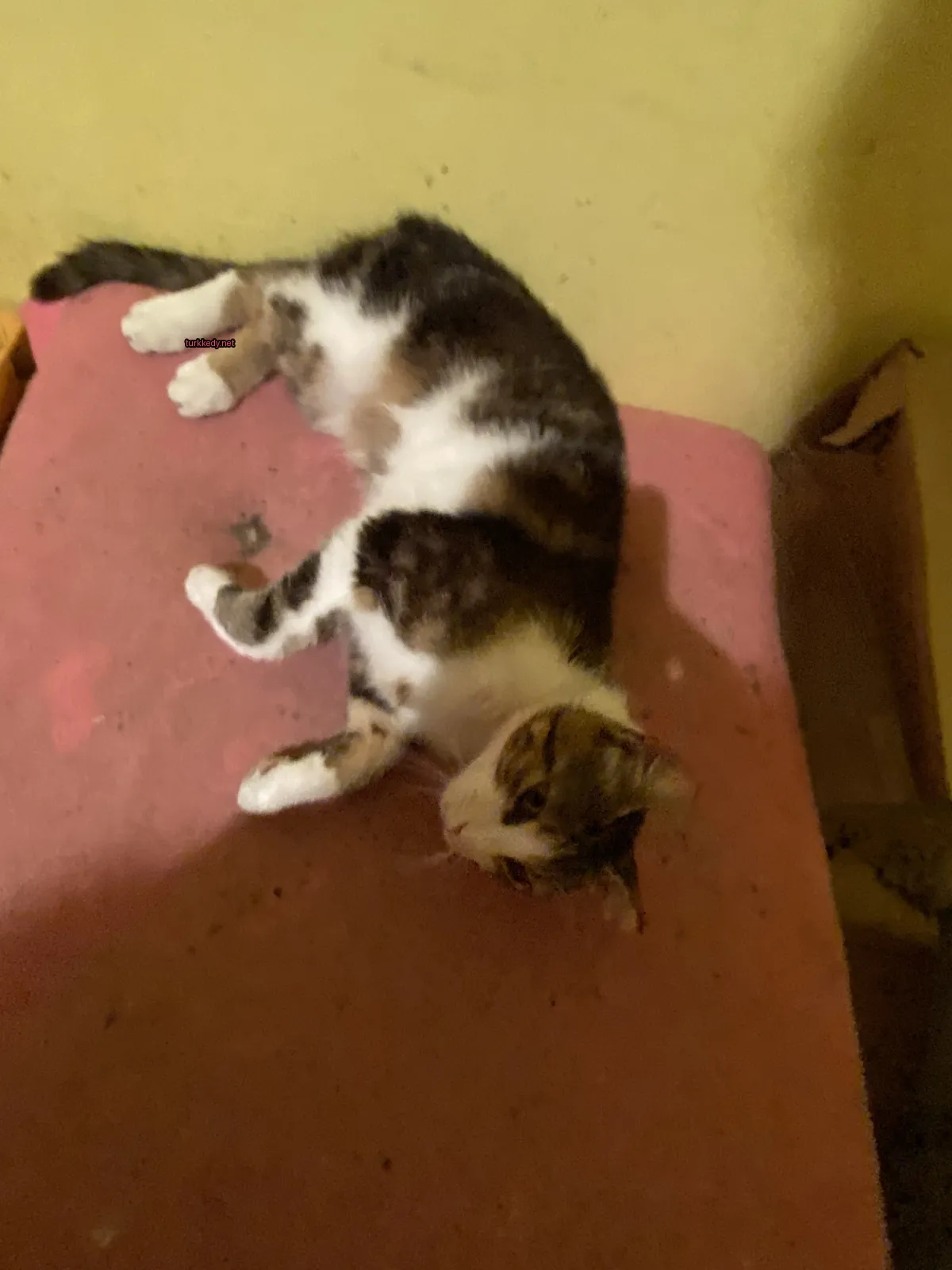 Beyaz bir kedi bir pembe zemin üzerinde yatıyor.