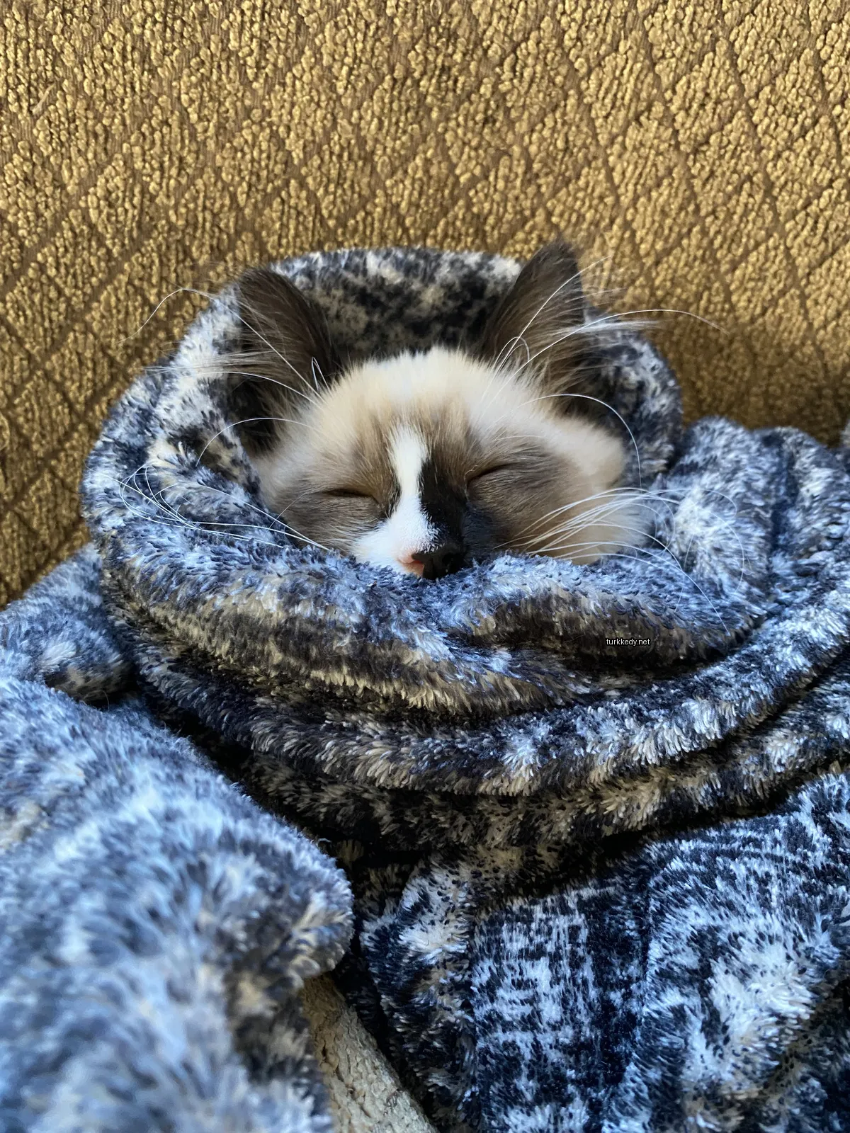 Kara burunlu ve beyaz tüylü bir kedi yorgan sarılı olarak bir sofa üzerinde uyuyor.