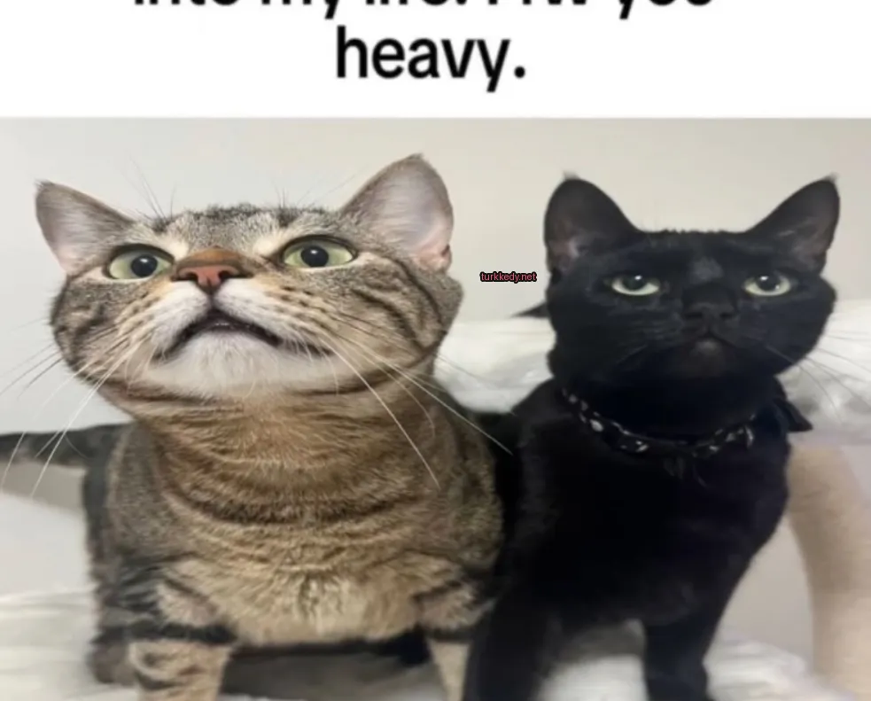 Siyah bir kedi, siyah bir kemerle.
