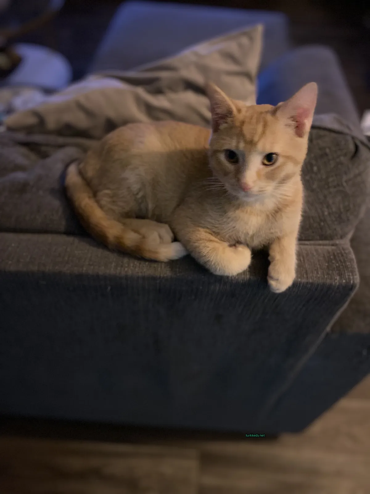 Bir küçük sarı ve beyaz kedi bir sofa üzerinde yatıyor.