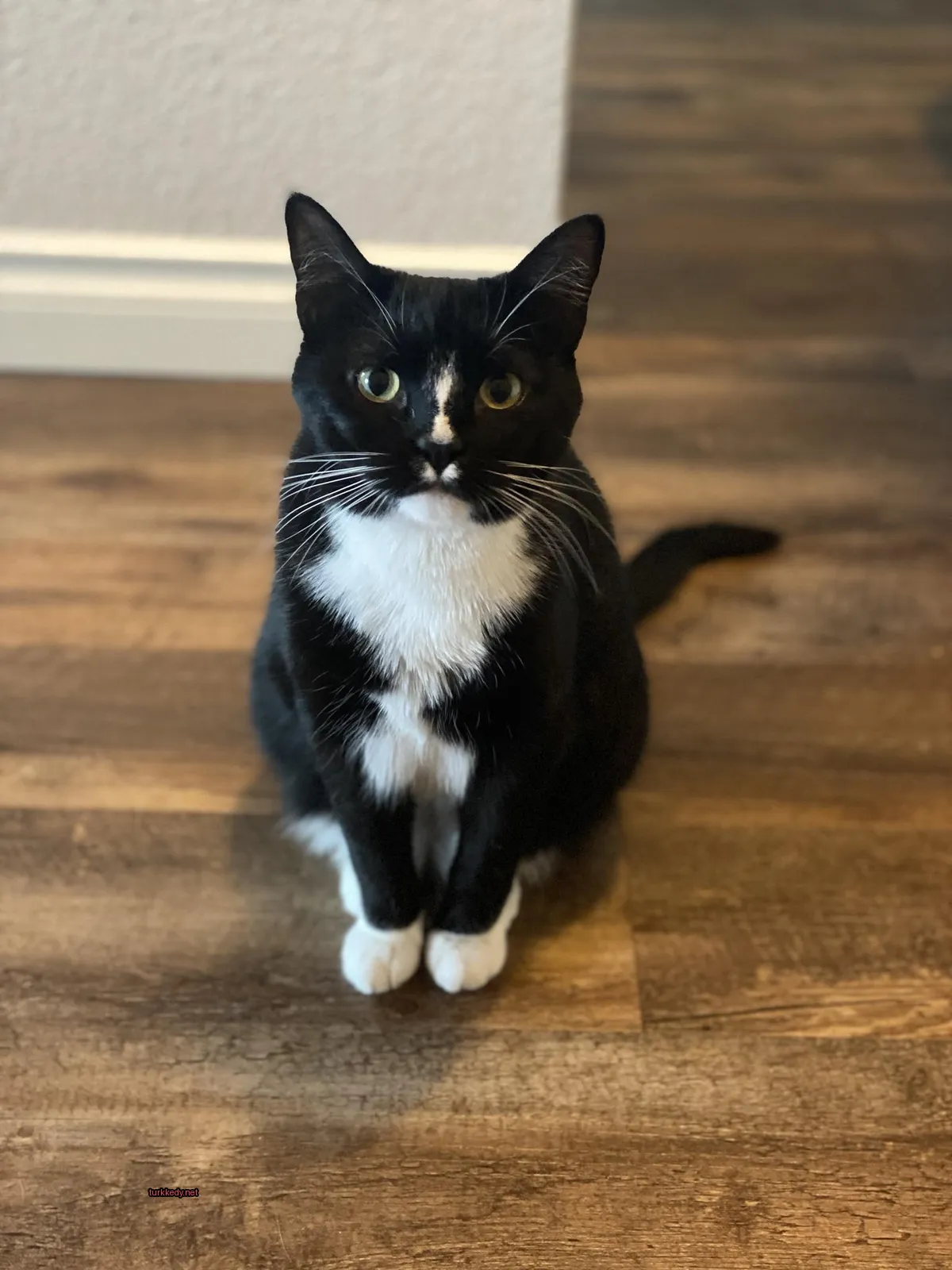 Siyah bir kedi, beyaz göğüsleriyle ahşap zeminde oturuyor.