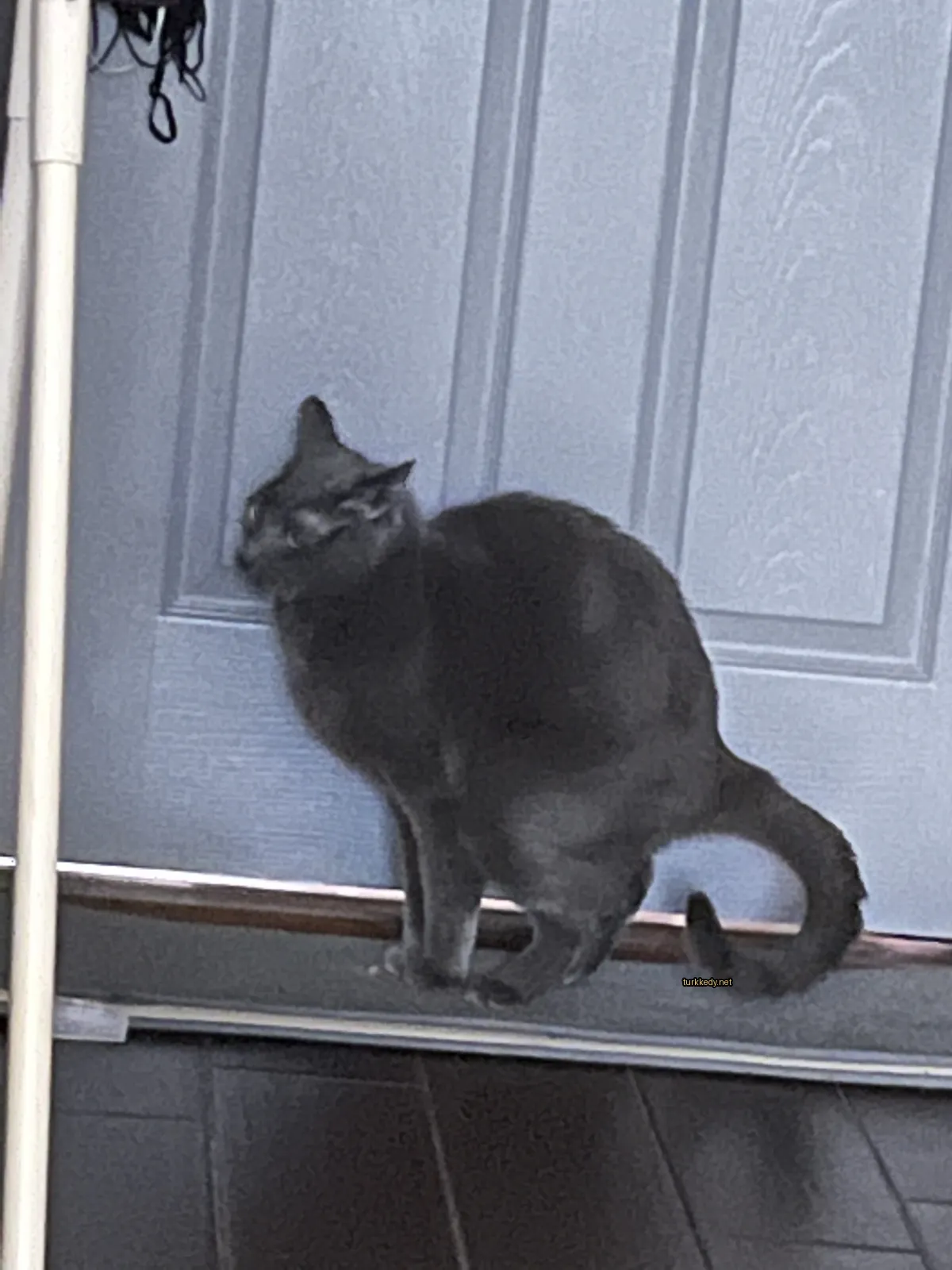 Siyah bir kedi beyaz göğüsleriyle bir kapıda duruyor.