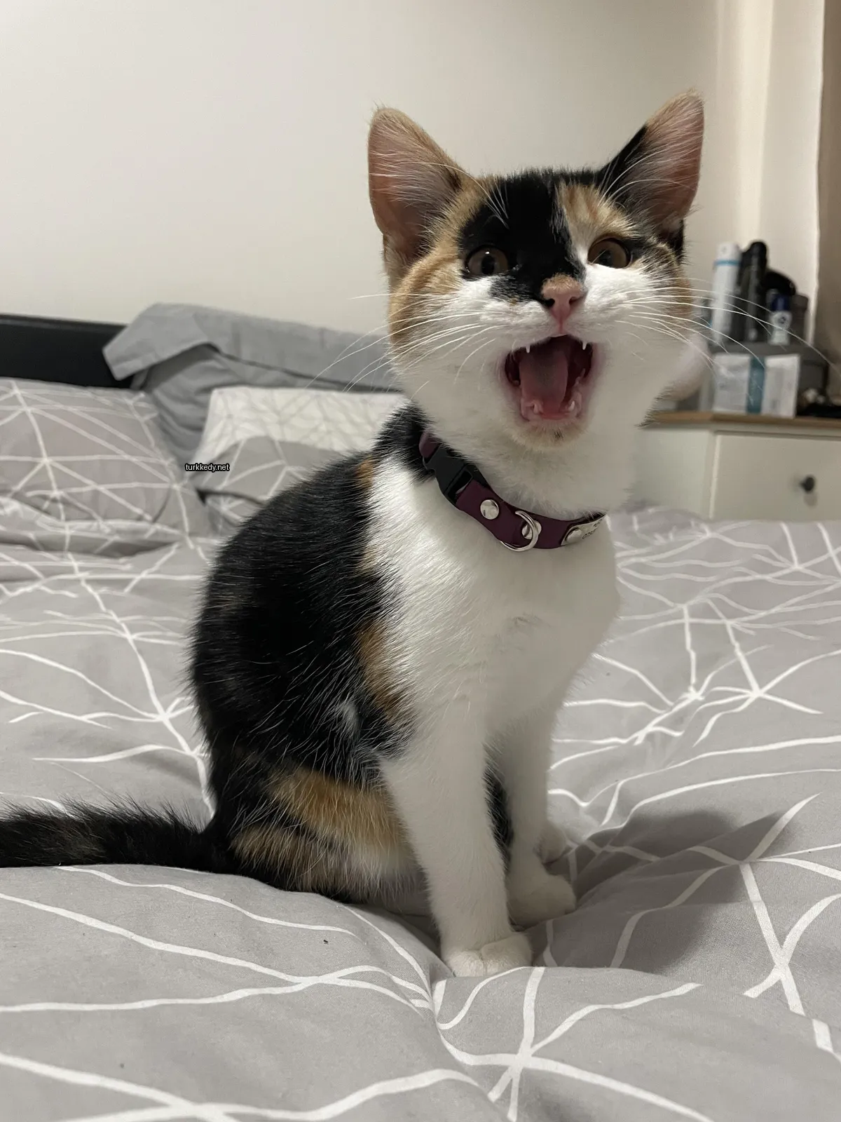 Siyah beyaz bir kedi, mor bir kolye takılı, bir yatakta oturuyor.