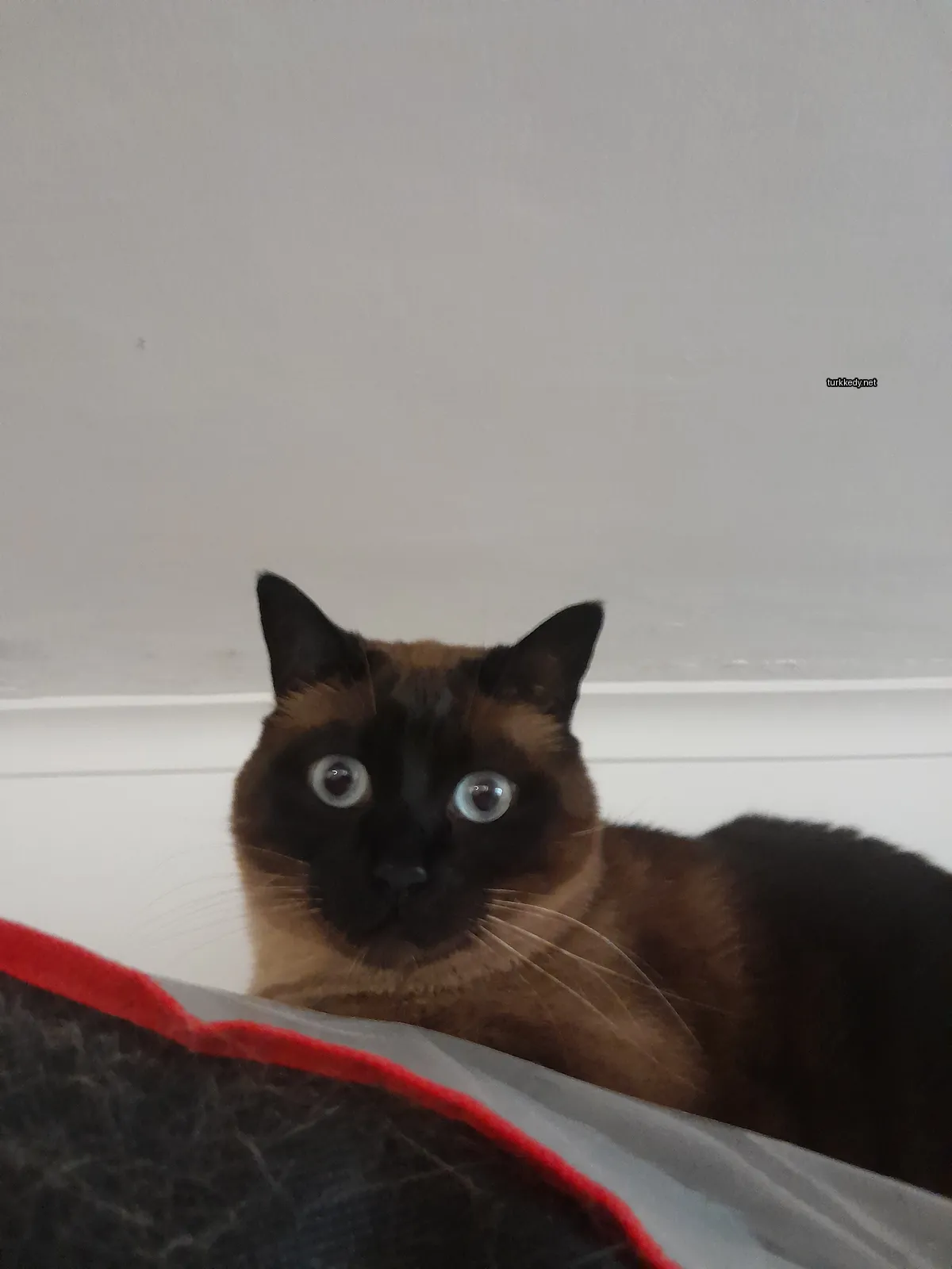 Kara ve siyah bir kedi, kırmızı ve gri bir battaniğe oturmaktadır.