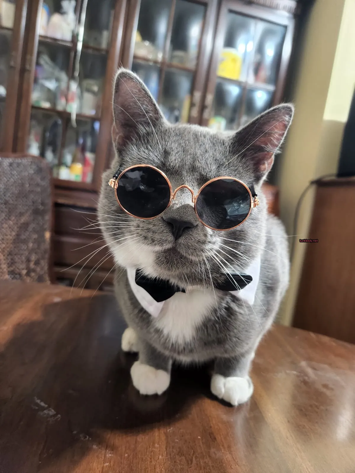 Gri bir kedi gözlük ve bow tie takıyor.