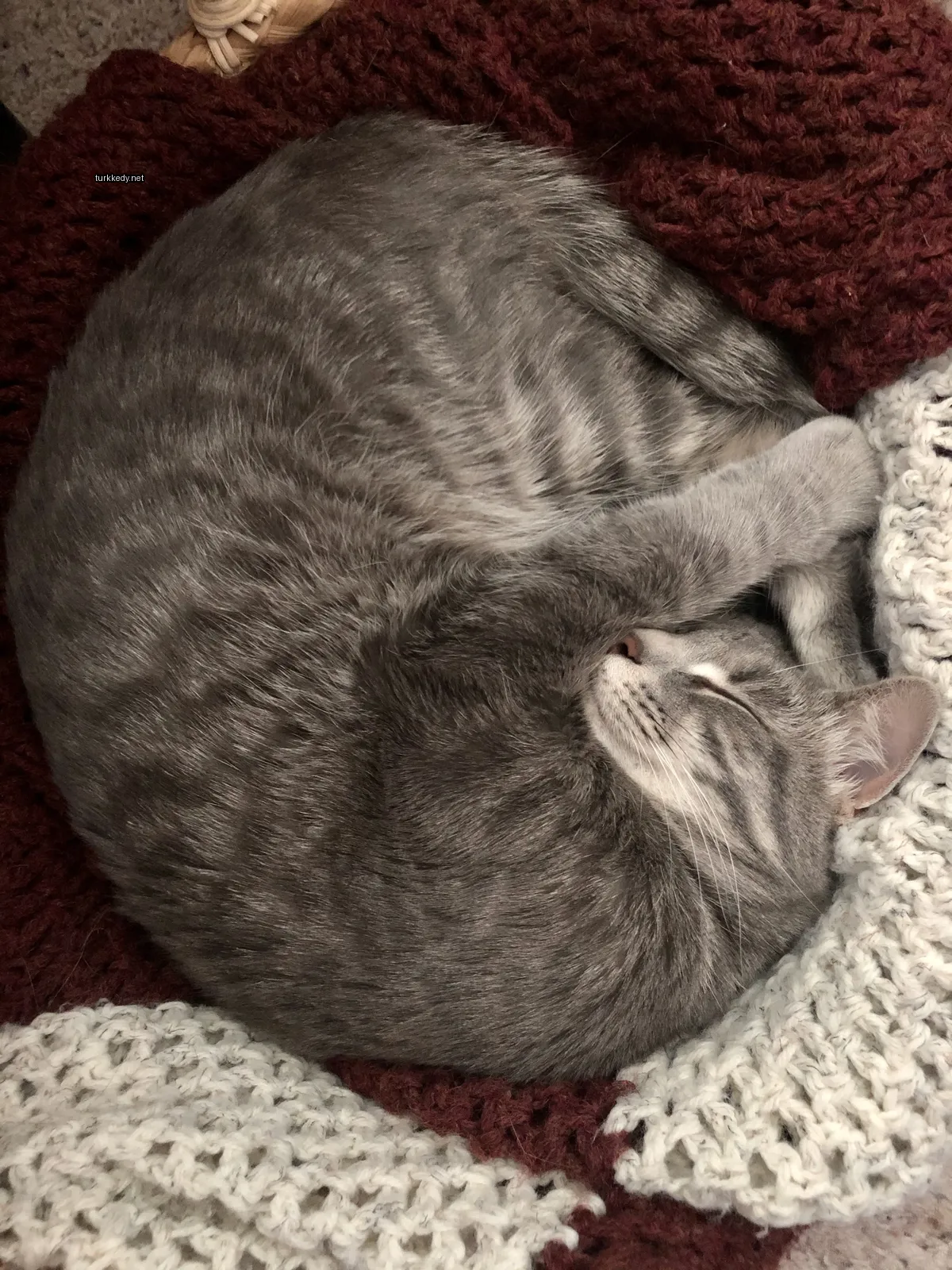 Gri ve beyaz bir kedi bir battaniyede sarılı.