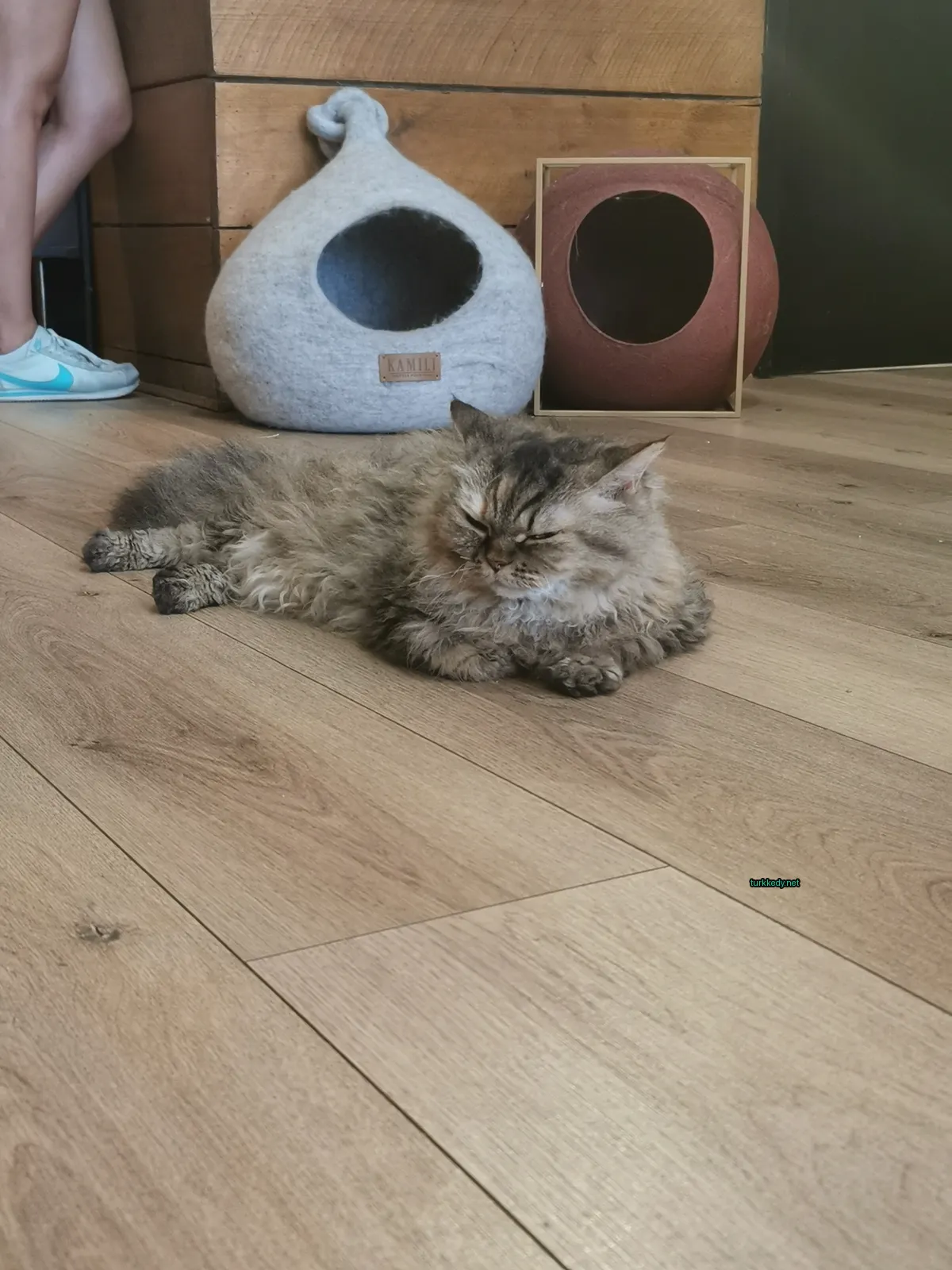 Kedi ahşap zeminde uyurken, kedi yatağı ve oyuncakları yanındadır.