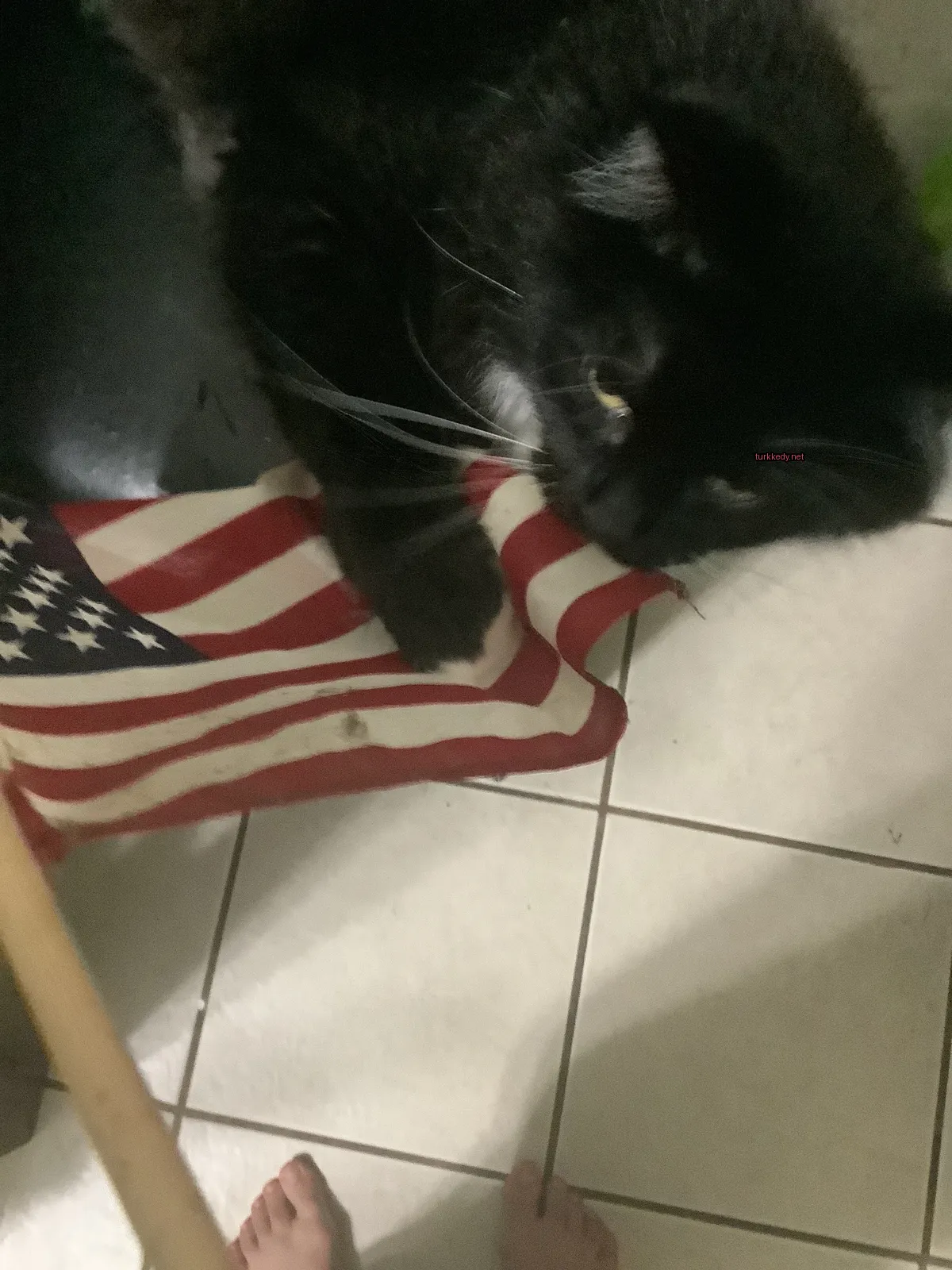 Kara bir kedi beyaz tüylerle kırmızı ve beyaz bir bayrak üzerinde yatıyor.